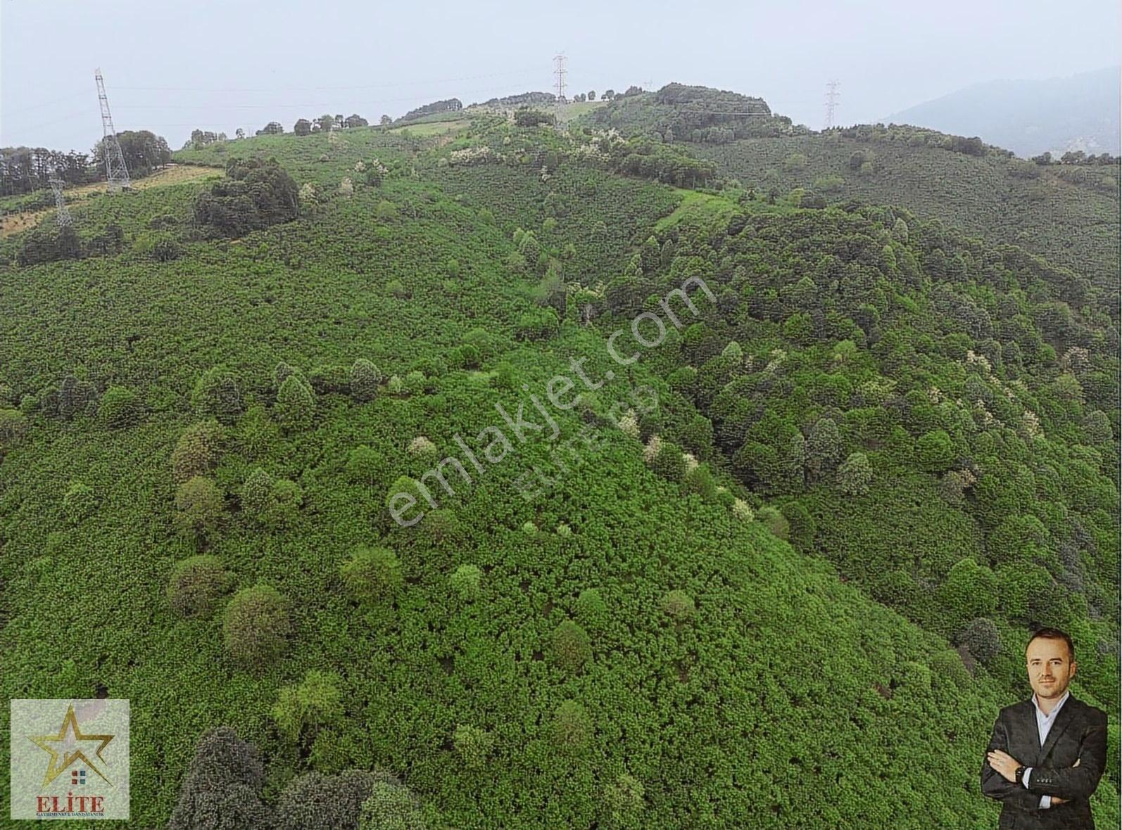 Elite Gd & 3025 M2 Kadastro Yolu Olan Bölgenin En Uygun Fındık B - Görsel 6