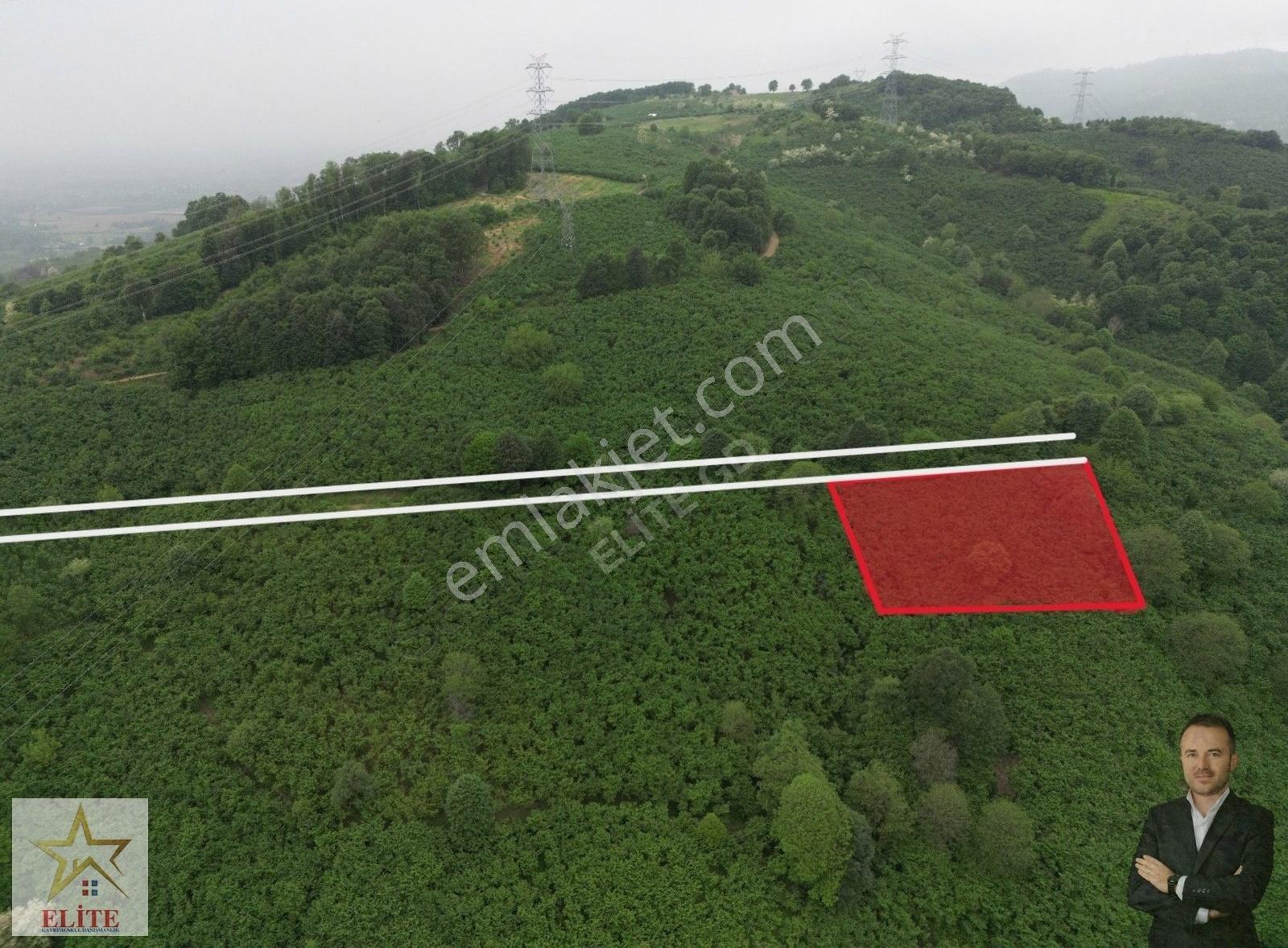 Elite Gd & 3025 M2 Kadastro Yolu Olan Bölgenin En Uygun Fındık B - Görsel 2