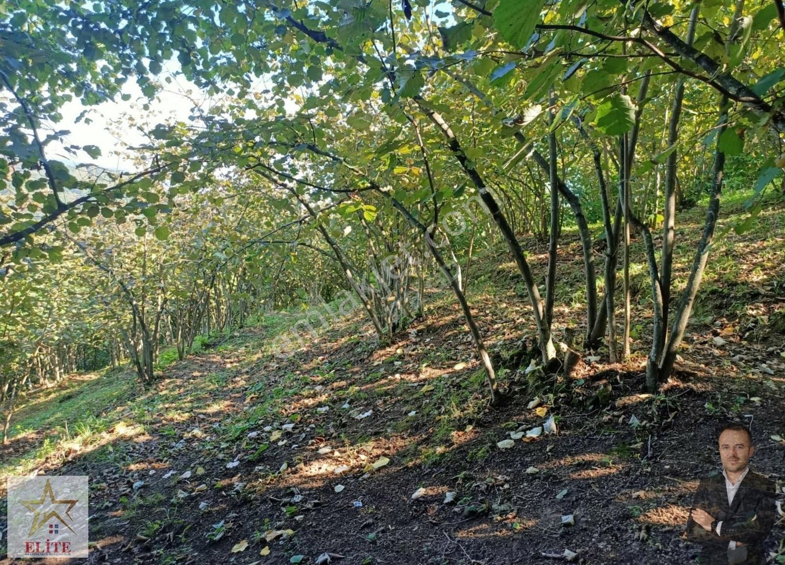Elite Gd & 3025 M2 Kadastro Yolu Olan Bölgenin En Uygun Fındık B - Görsel 10