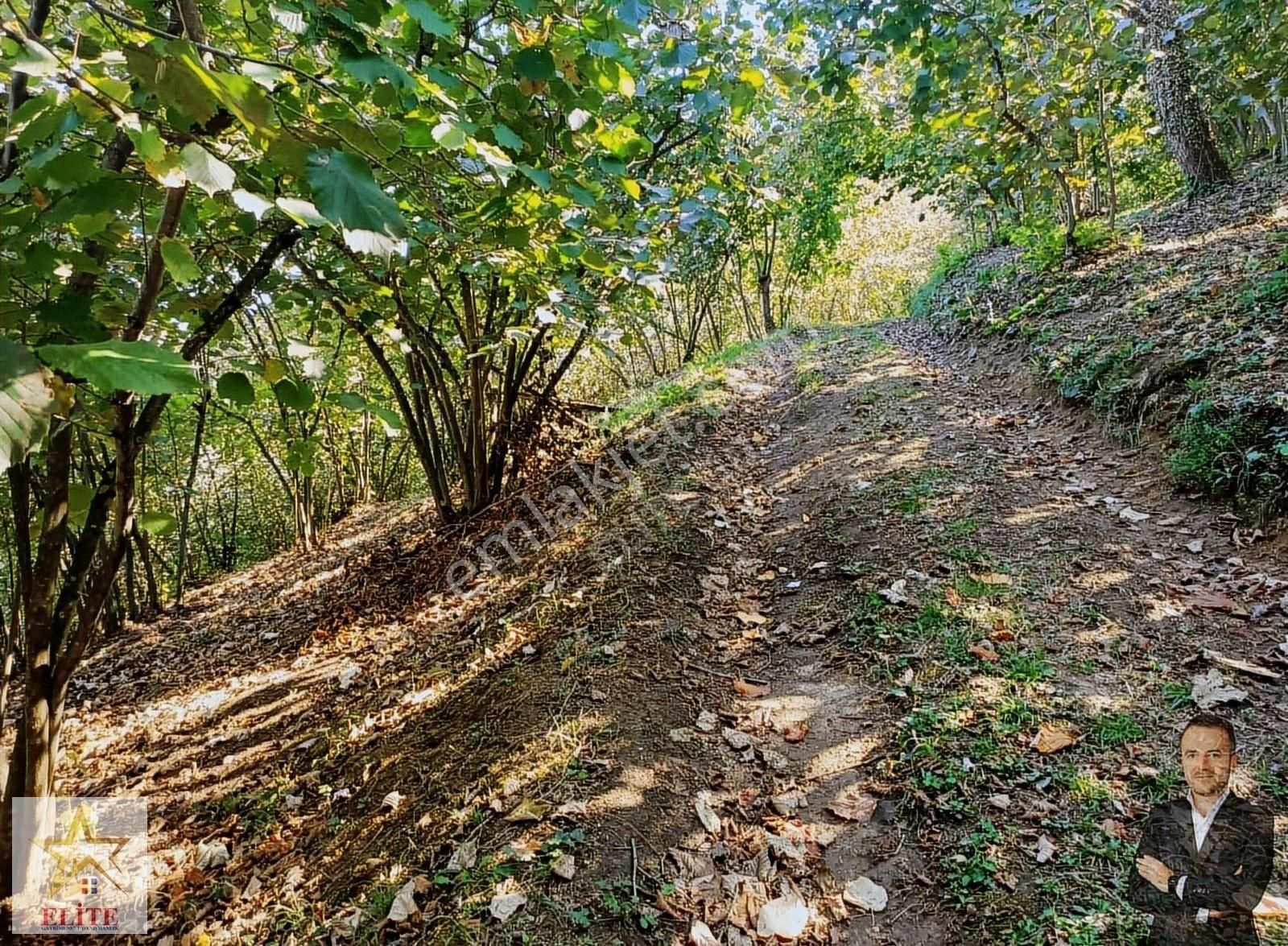 Elite Gd & 3025 M2 Kadastro Yolu Olan Bölgenin En Uygun Fındık B
