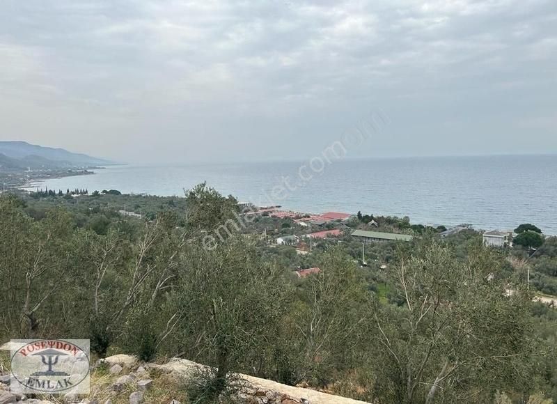 Full Deniz Manzaralı Satılık Zeytinlik !!