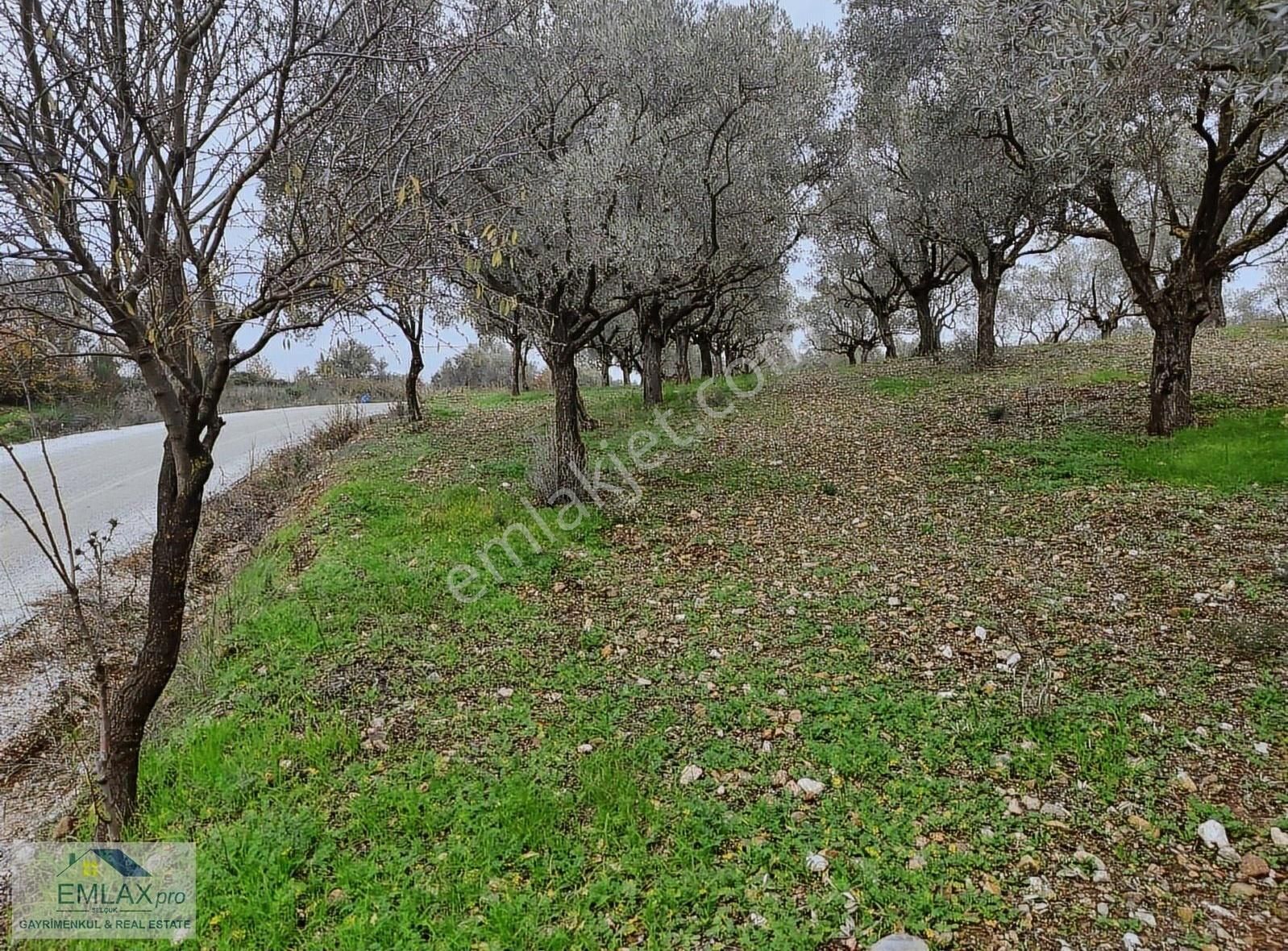 İzmir Selçuk Burgaz Da Satılık Değerli Zeytinlik - Görsel 9
