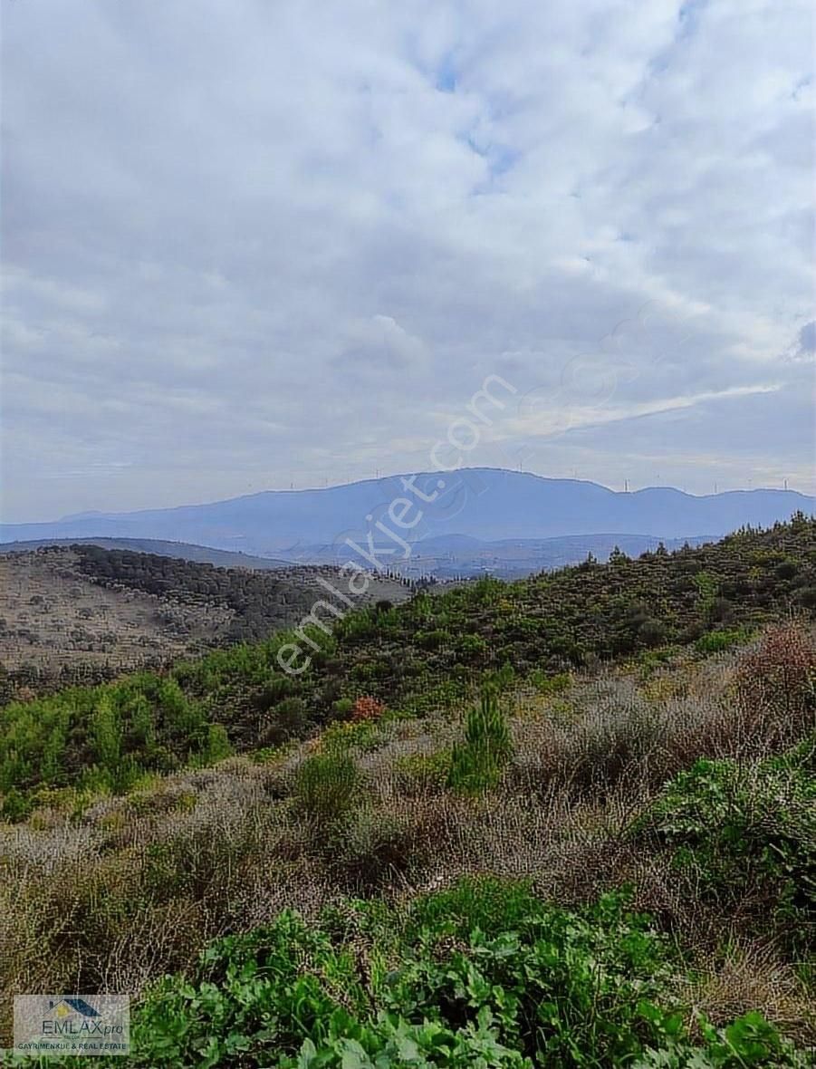 İzmir Selçuk Burgaz Da Satılık Değerli Zeytinlik - Görsel 7