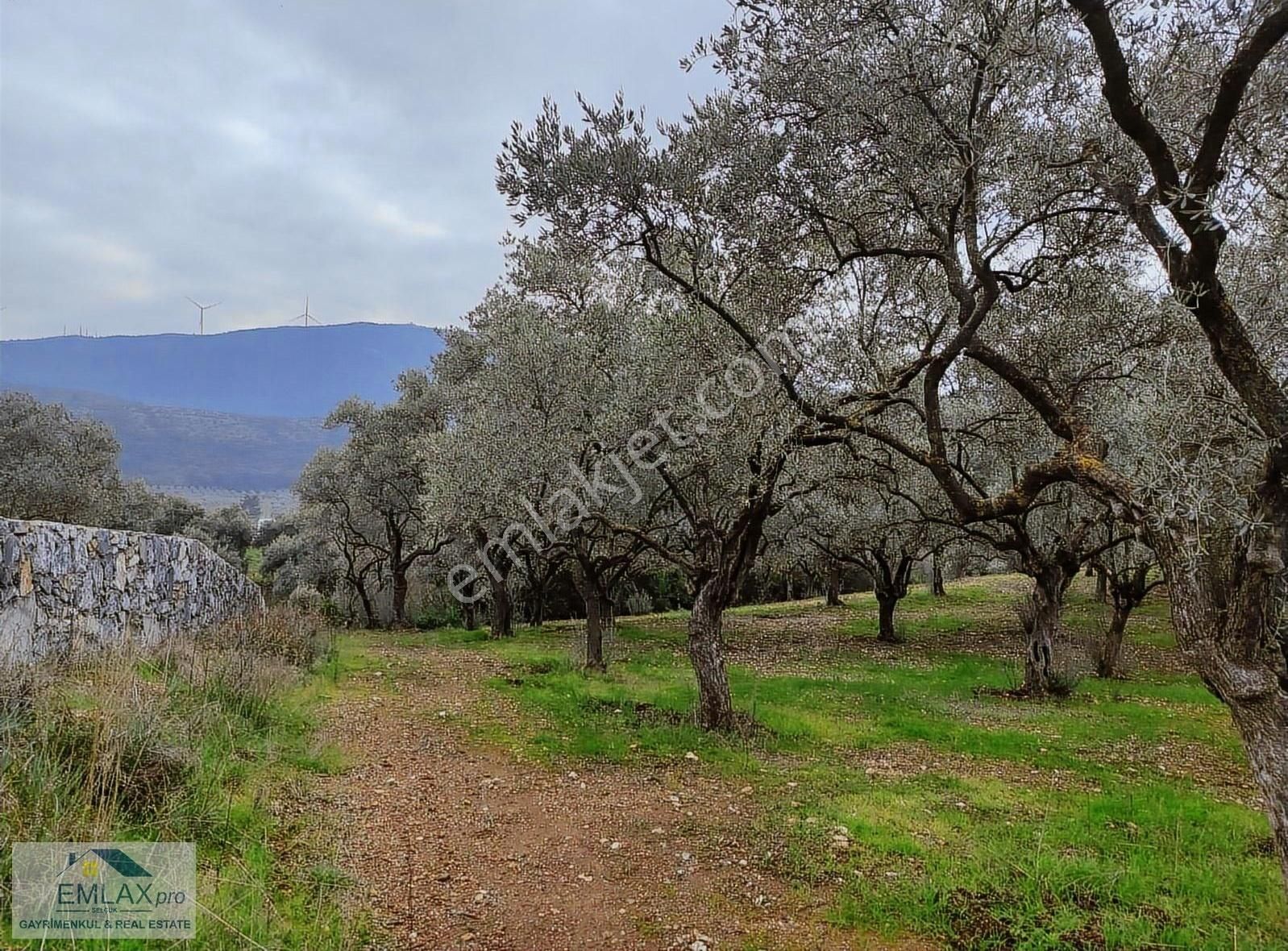 İzmir Selçuk Burgaz Da Satılık Değerli Zeytinlik - Görsel 5