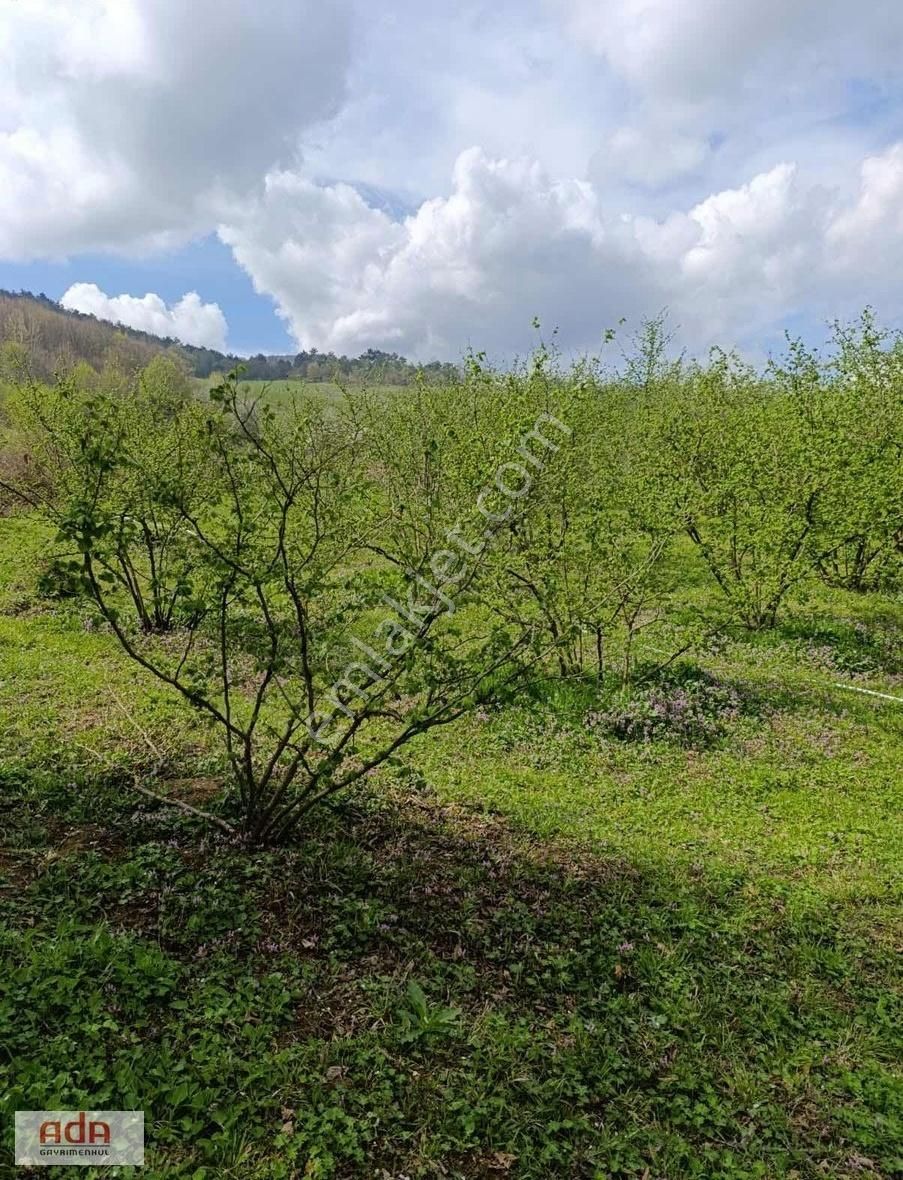 Ada Gayrimenkulden İhsanıye Mah 5200m2 Satılık Fındıklık