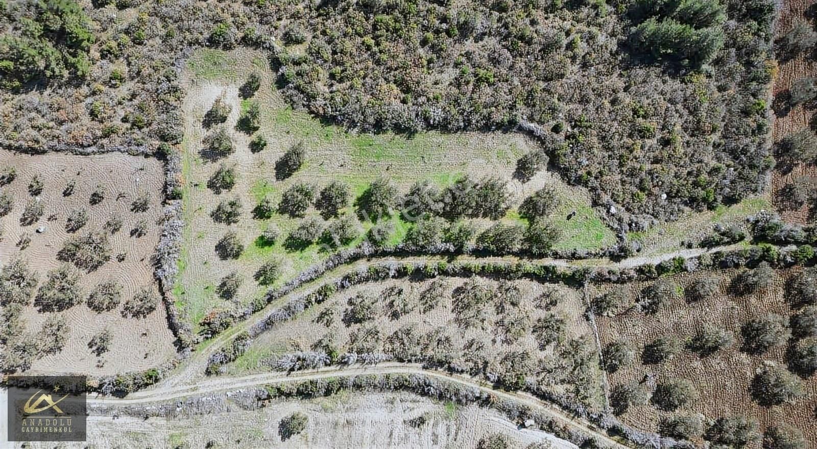 Anadolu'dan Hacıyusuf Köyünde 2235 M2 Satılık Zeytinlik