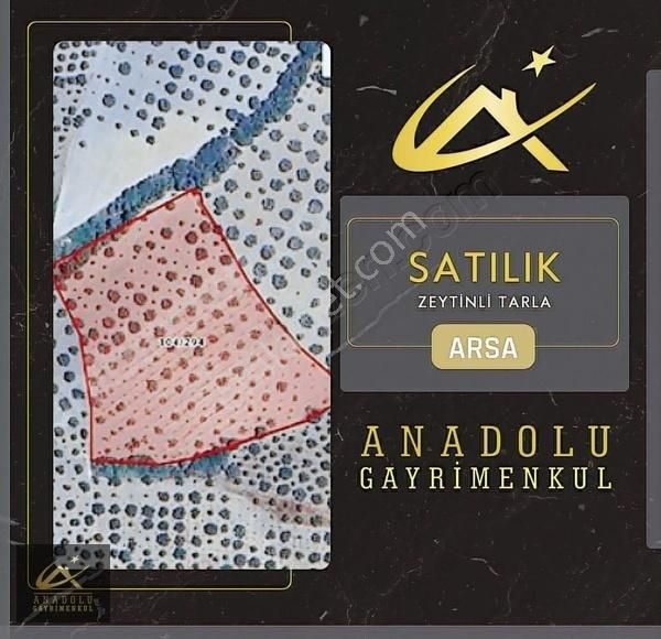 Anadolu'dan Çavdır Köyü Satılık Zeytinlik...