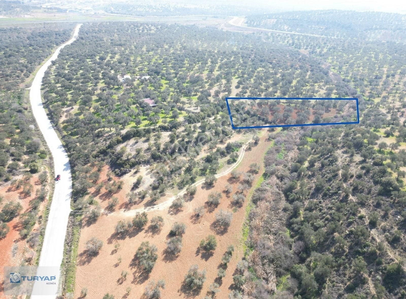 Satılık Müstakil Tapulu Zeytinlik