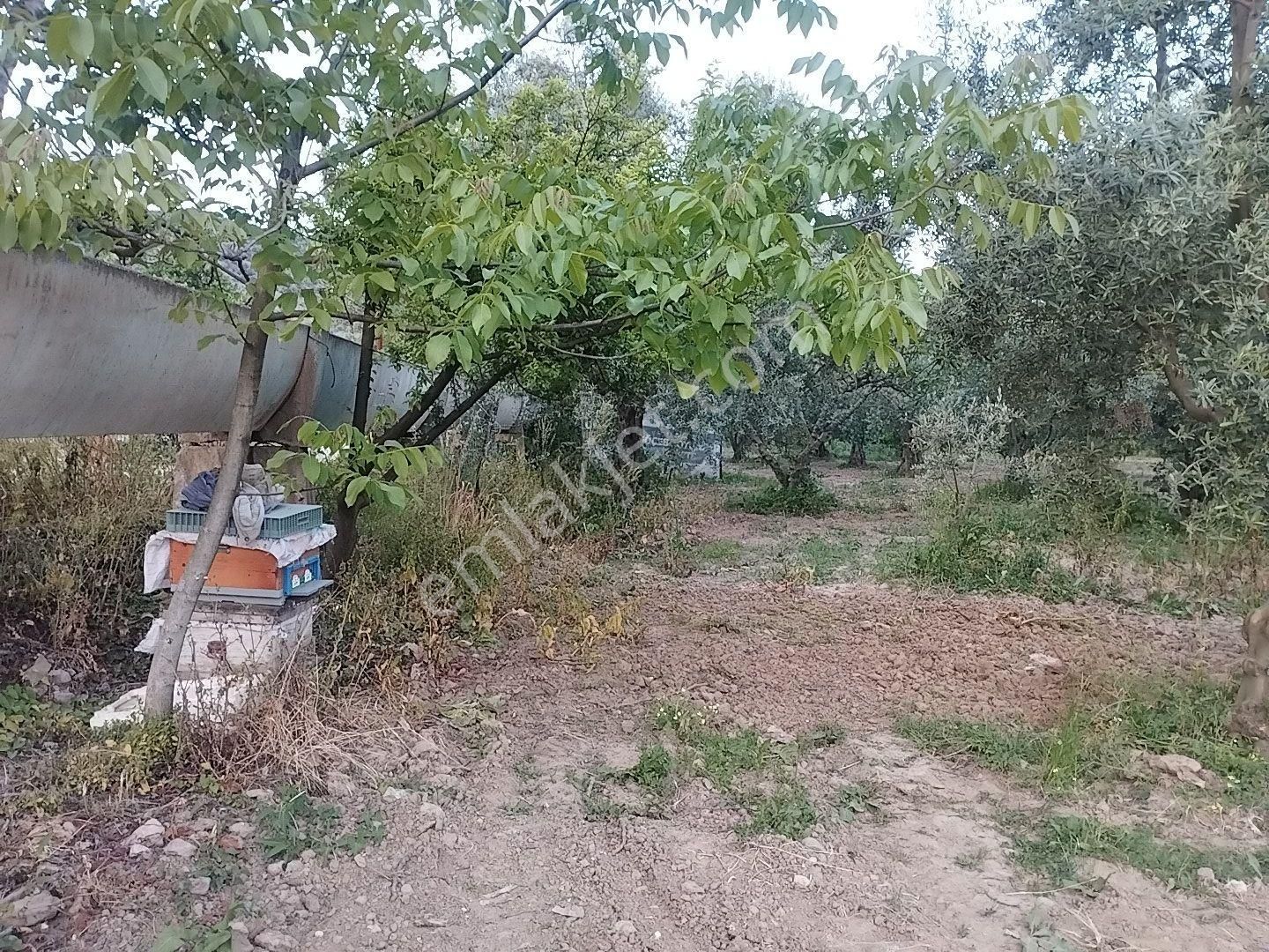 İznik Elbeyli Hesbeklide Yol Su Problemi Olmayan Güzel Bir Arazi Satılık - Görsel 12