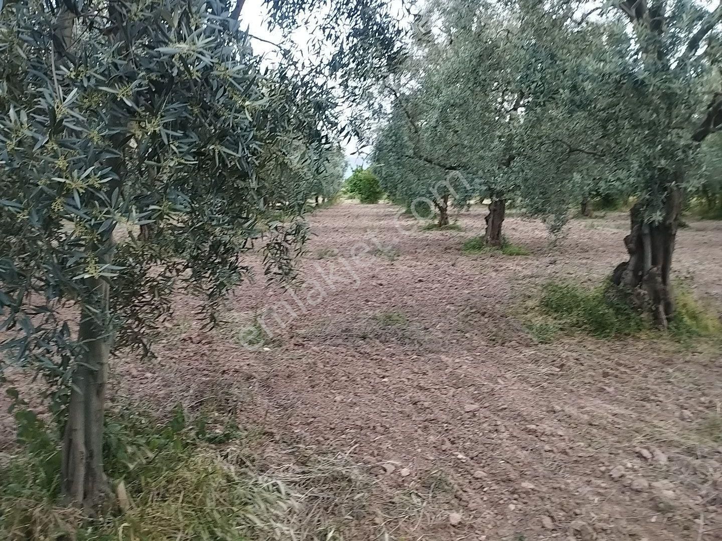 İznik Elbeyli Hesbeklide Yol Su Problemi Olmayan Güzel Bir Arazi Satılık - Görsel 6