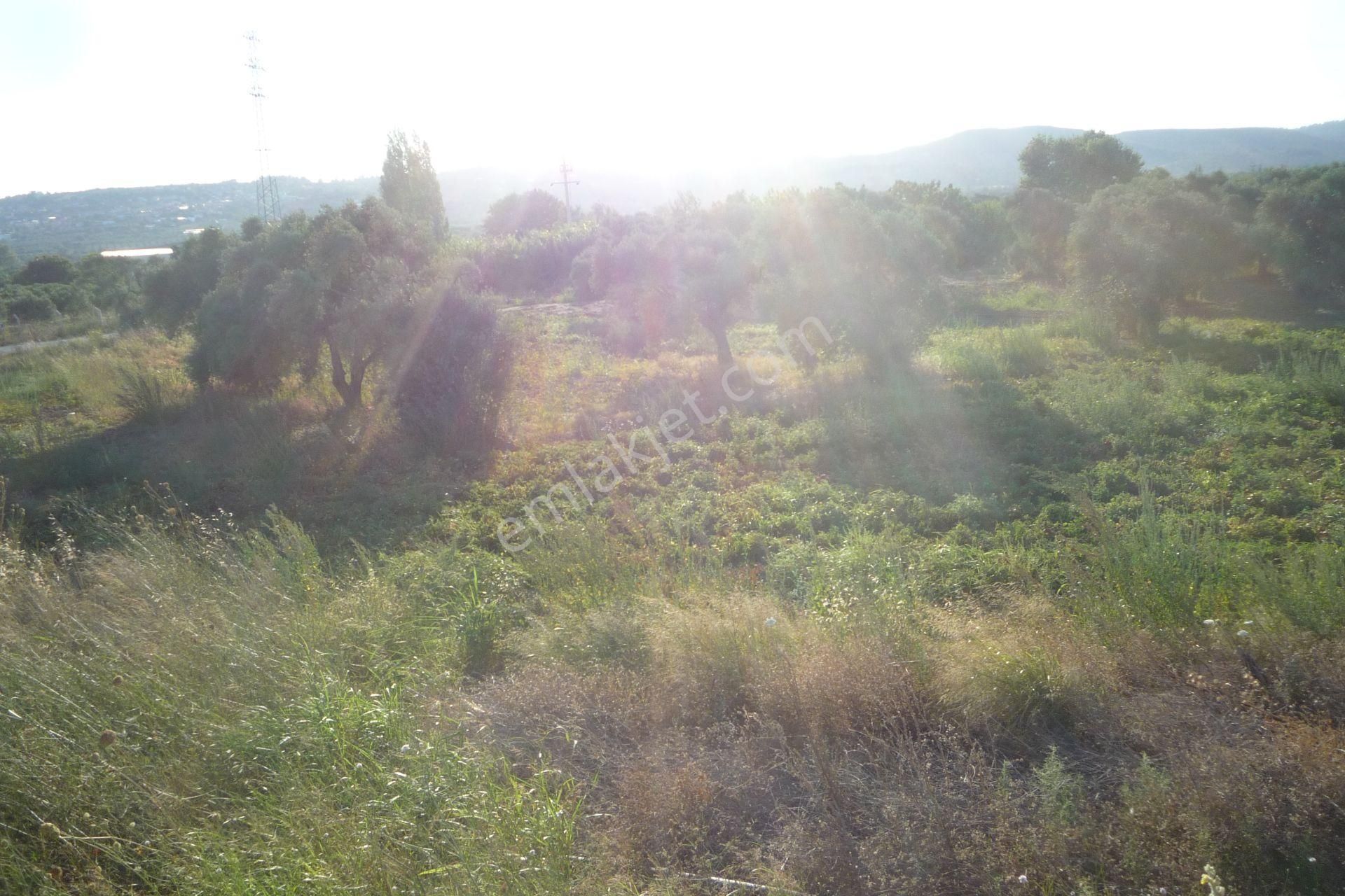 İzmir Torbalı Gold Emlaktan Satılık Meyve Bahçesi Ve Tarla - Görsel 13