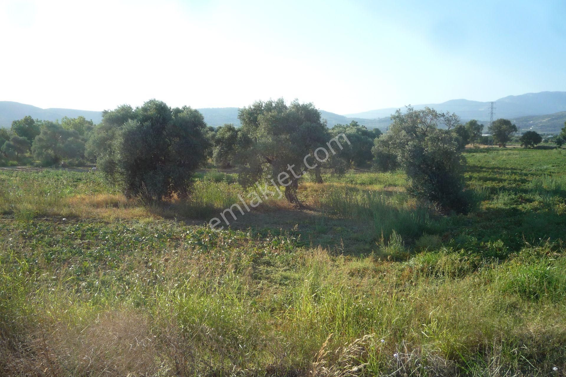 İzmir Torbalı Gold Emlaktan Satılık Meyve Bahçesi Ve Tarla - Görsel 6