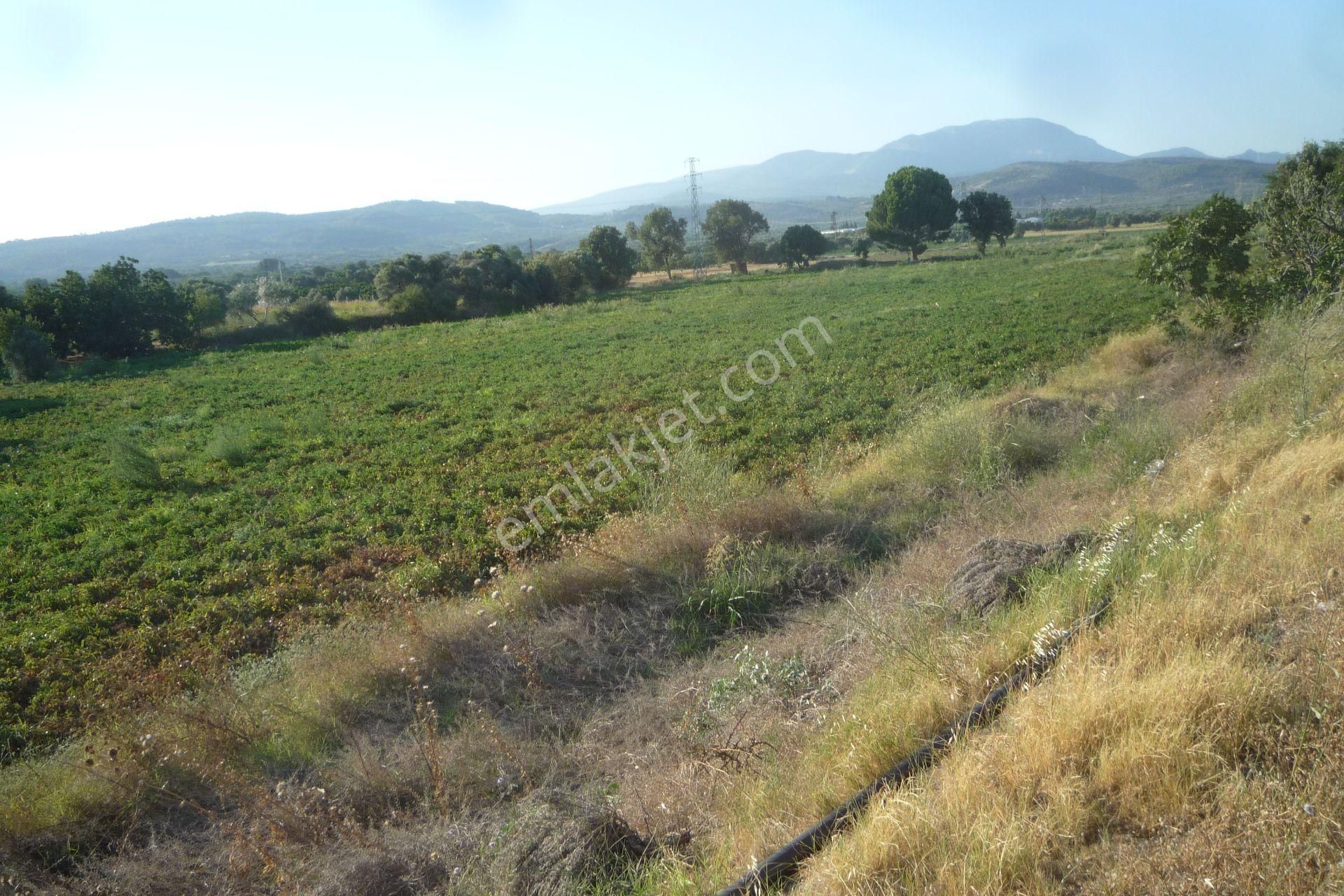 İzmir Torbalı Gold Emlaktan Satılık Meyve Bahçesi Ve Tarla - Görsel 15