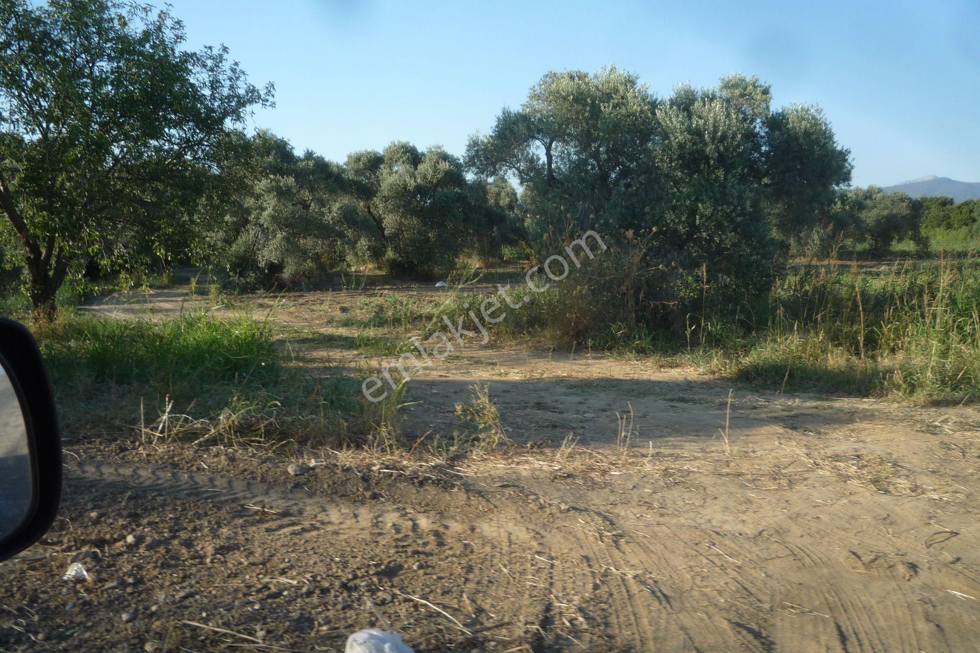 İzmir Torbalı Gold Emlaktan Satılık Meyve Bahçesi Ve Tarla - Görsel 22