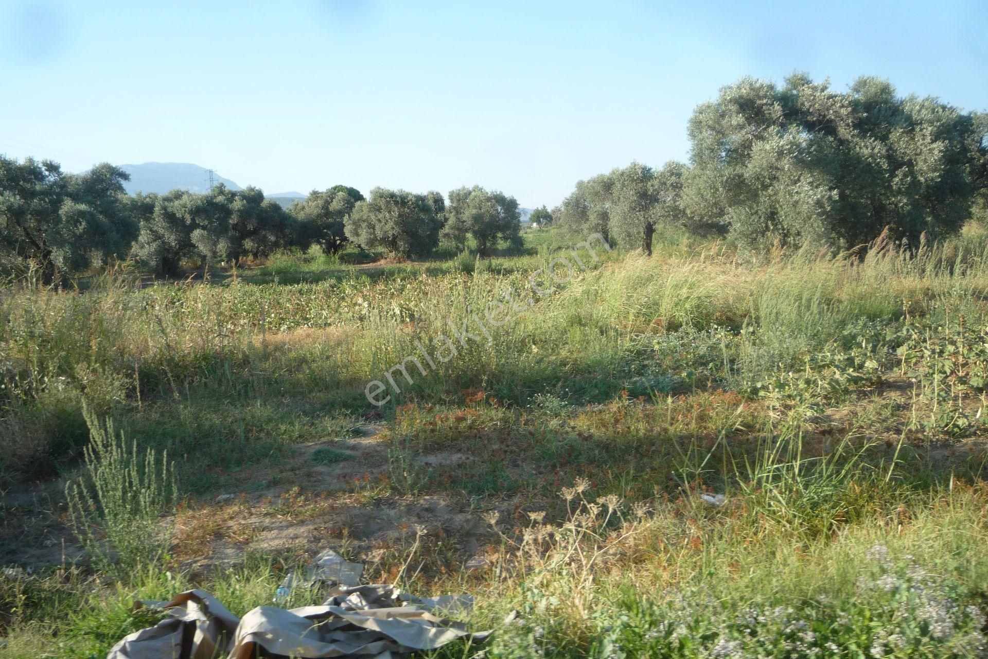 İzmir Torbalı Gold Emlaktan Satılık Meyve Bahçesi Ve Tarla - Görsel 20