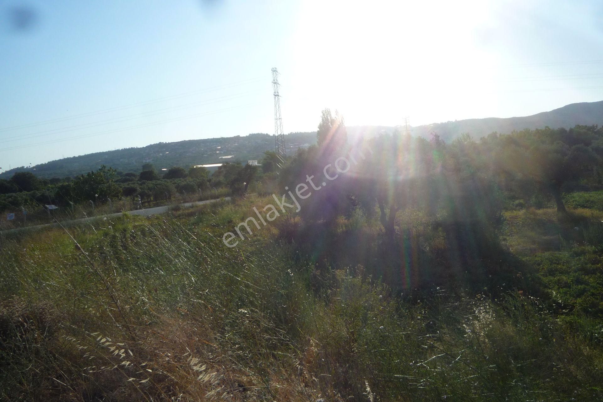 İzmir Torbalı Gold Emlaktan Satılık Meyve Bahçesi Ve Tarla - Görsel 10