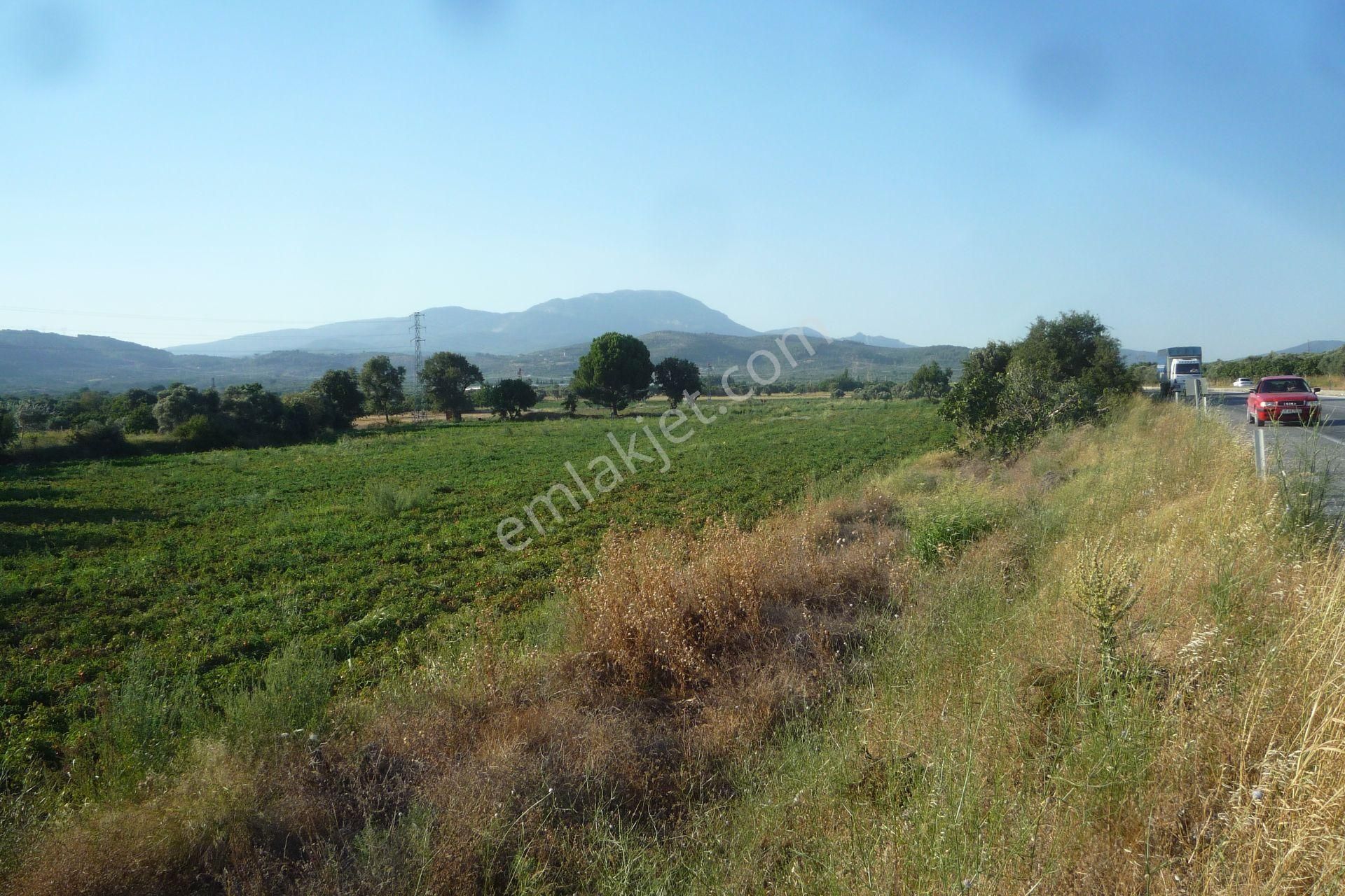 İzmir Torbalı Gold Emlaktan Satılık Meyve Bahçesi Ve Tarla - Görsel 11