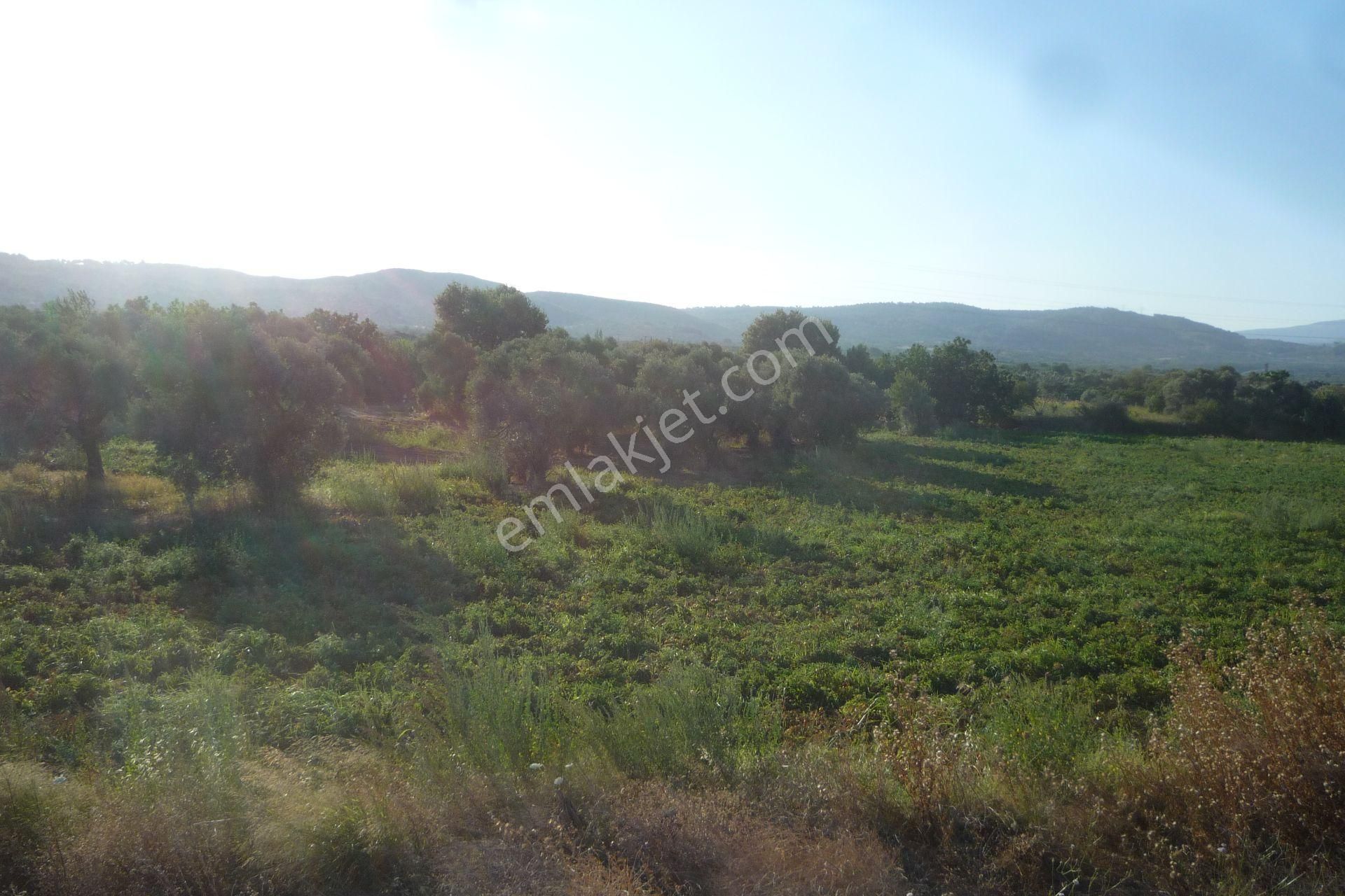 İzmir Torbalı Gold Emlaktan Satılık Meyve Bahçesi Ve Tarla - Görsel 14