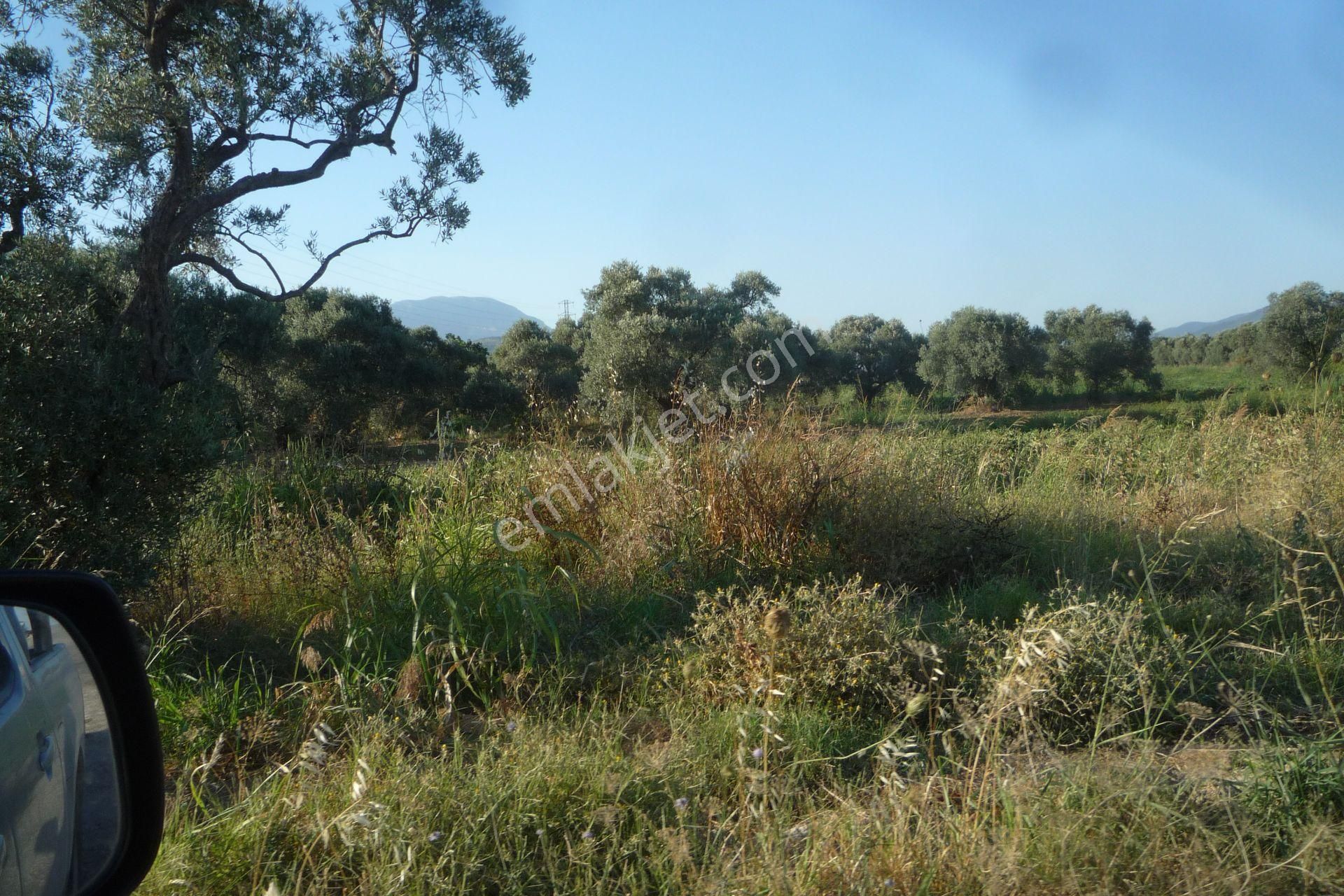 İzmir Torbalı Gold Emlaktan Satılık Meyve Bahçesi Ve Tarla - Görsel 21