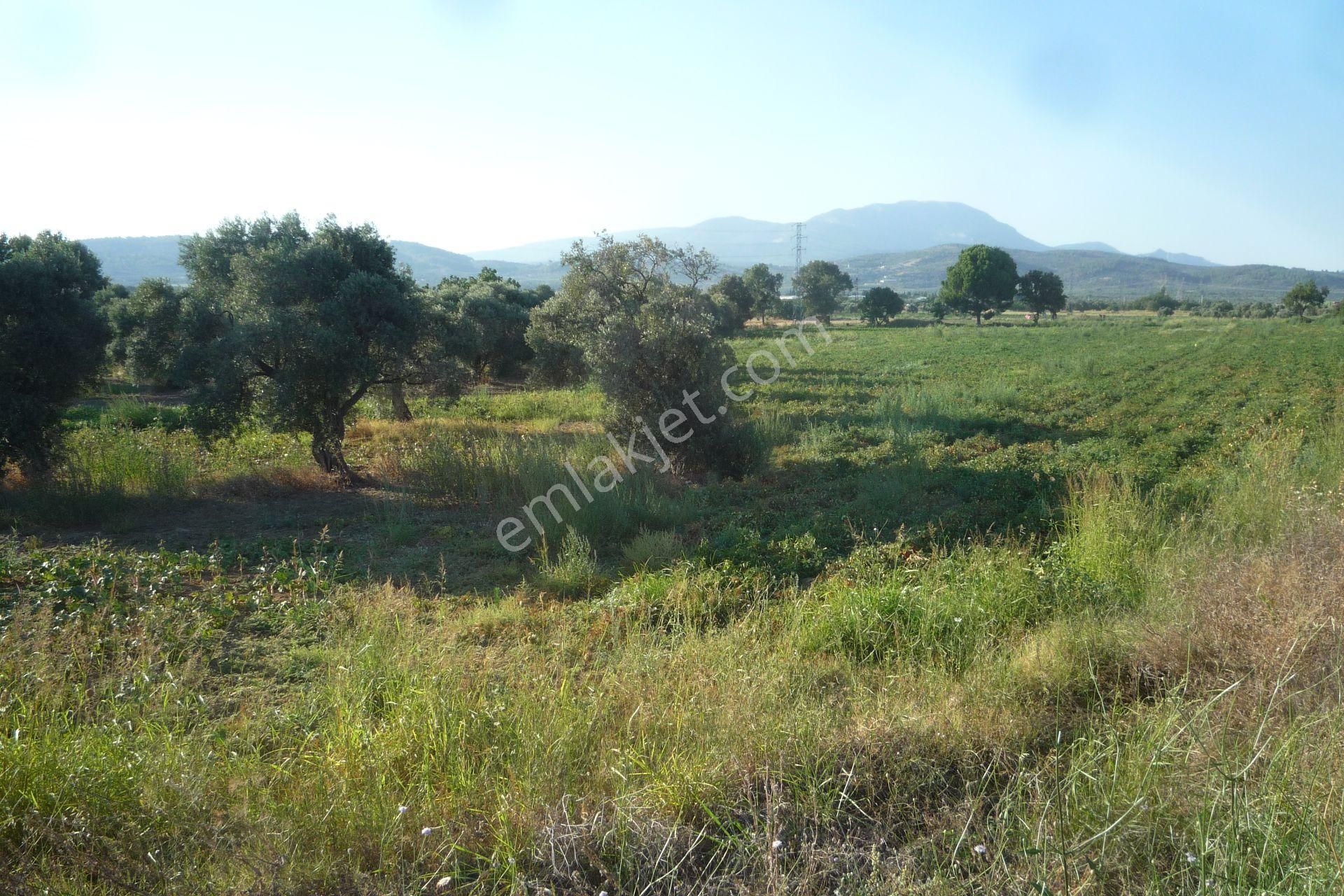 İzmir Torbalı Gold Emlaktan Satılık Meyve Bahçesi Ve Tarla - Görsel 5