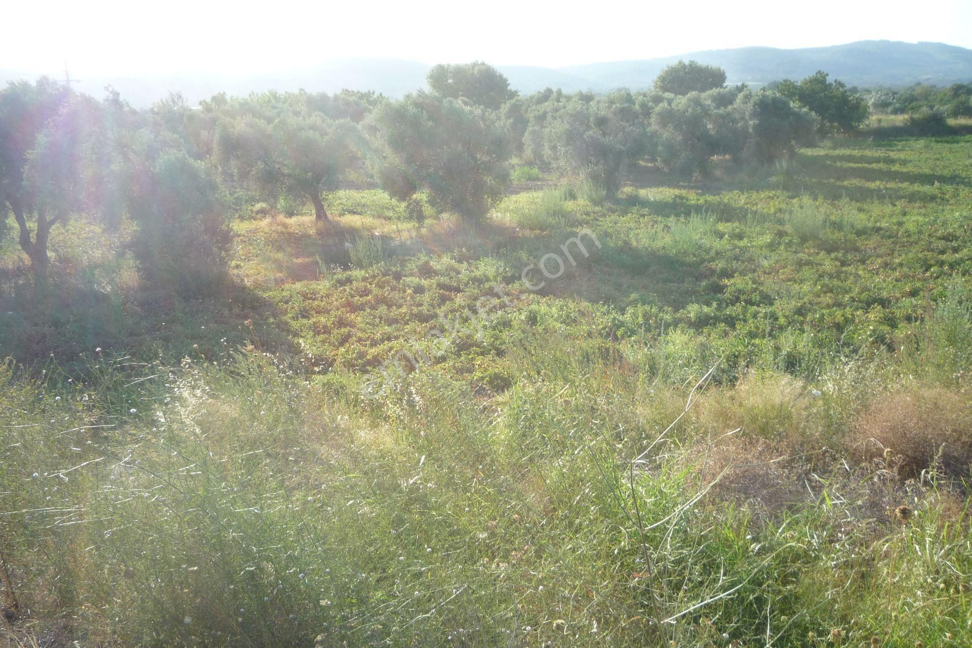 İzmir Torbalı Gold Emlaktan Satılık Meyve Bahçesi Ve Tarla - Görsel 9
