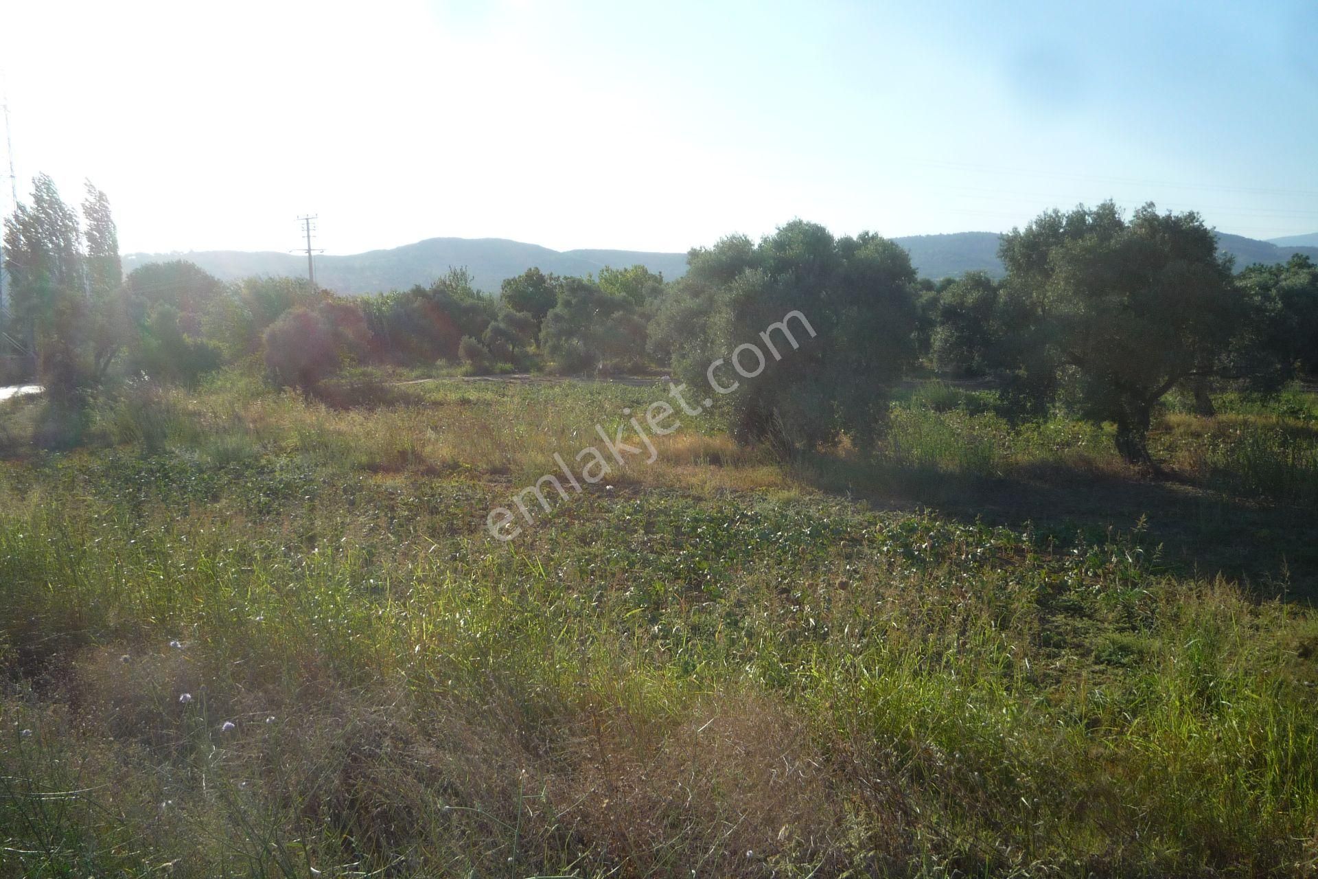 İzmir Torbalı Gold Emlaktan Satılık Meyve Bahçesi Ve Tarla - Görsel 7