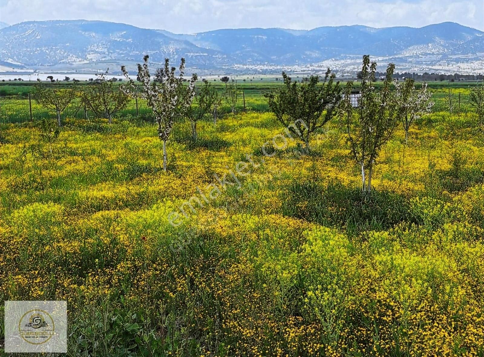 Yeşilyaylada 60 Agaçlık Bahçe Elektrik Su Var - Görsel 4