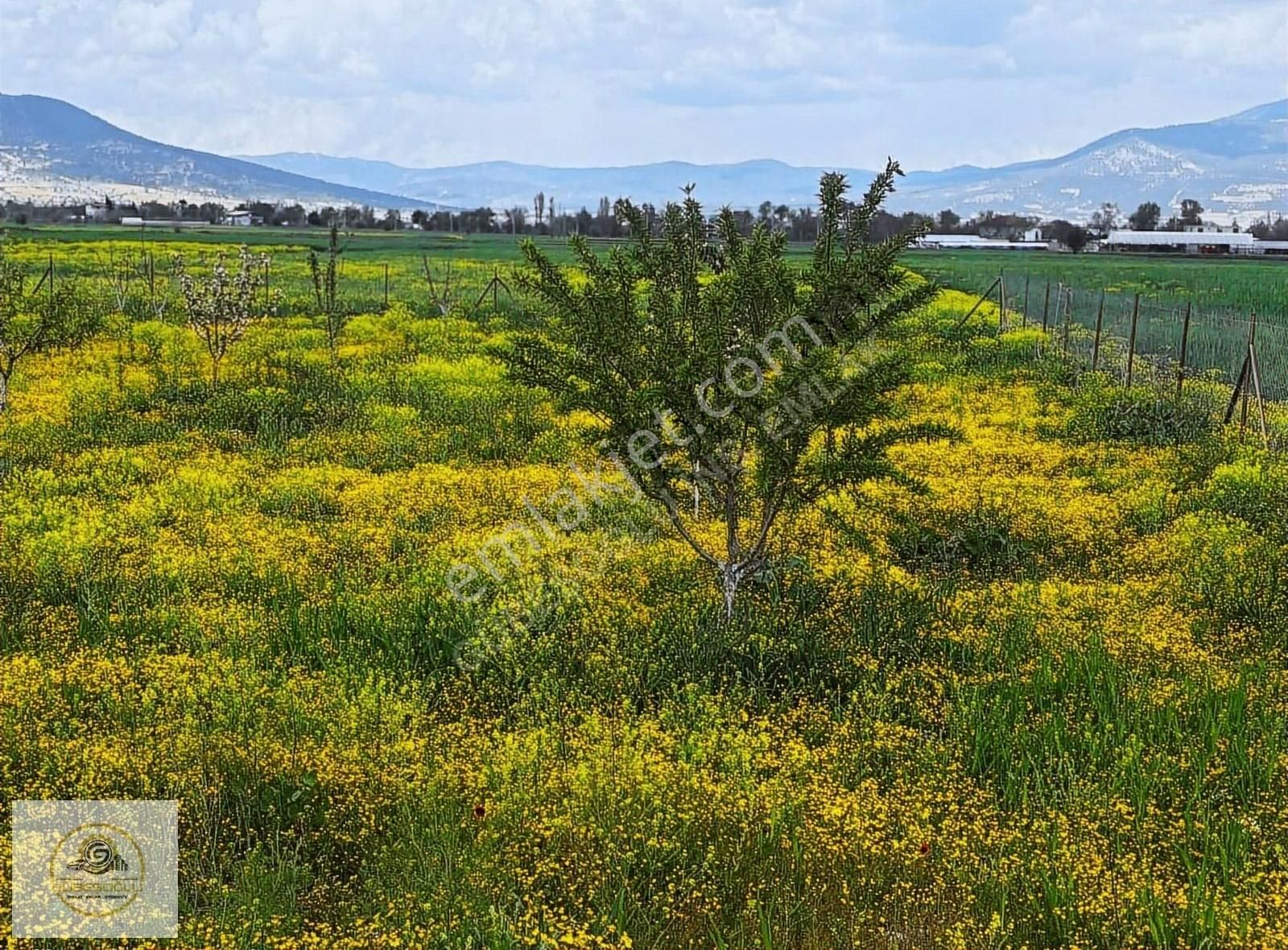 Yeşilyaylada 60 Agaçlık Bahçe Elektrik Su Var - Görsel 2