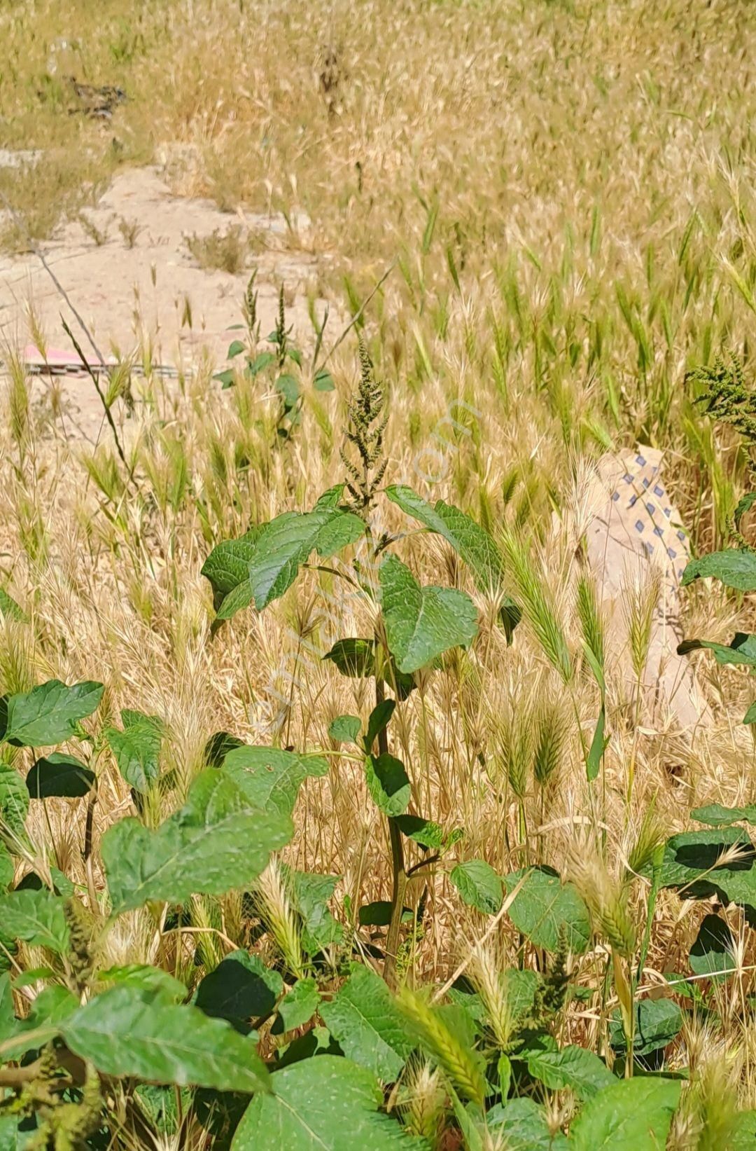 Denizli Honaz Aşağıkaraçay 'da Yola Cepheli Tarla
