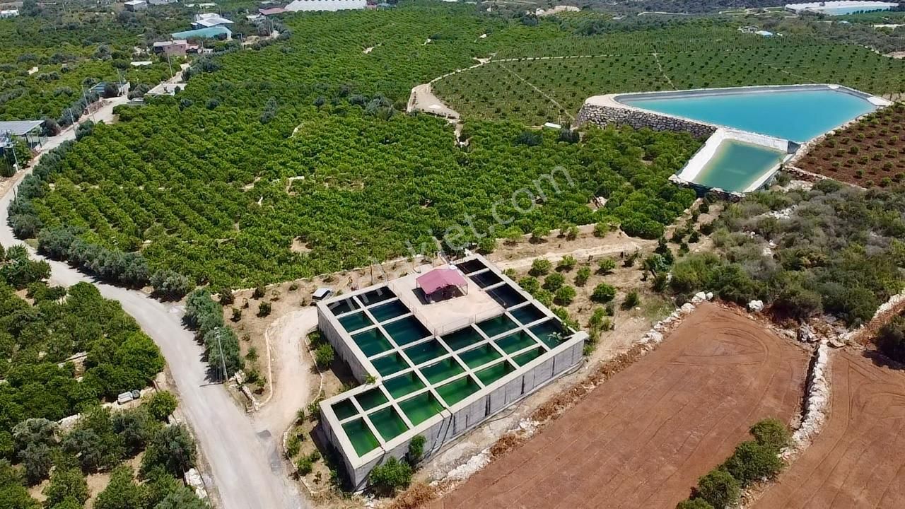 Erdemli Batısandal Da Deniz Manzaralı Satılık Limon Bahçesi - Görsel 8