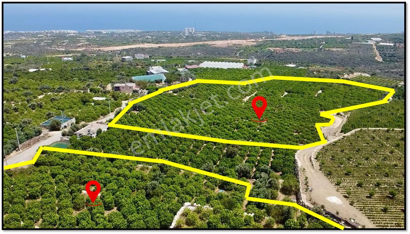Erdemli Batısandal Da Deniz Manzaralı Satılık Limon Bahçesi - Görsel 4
