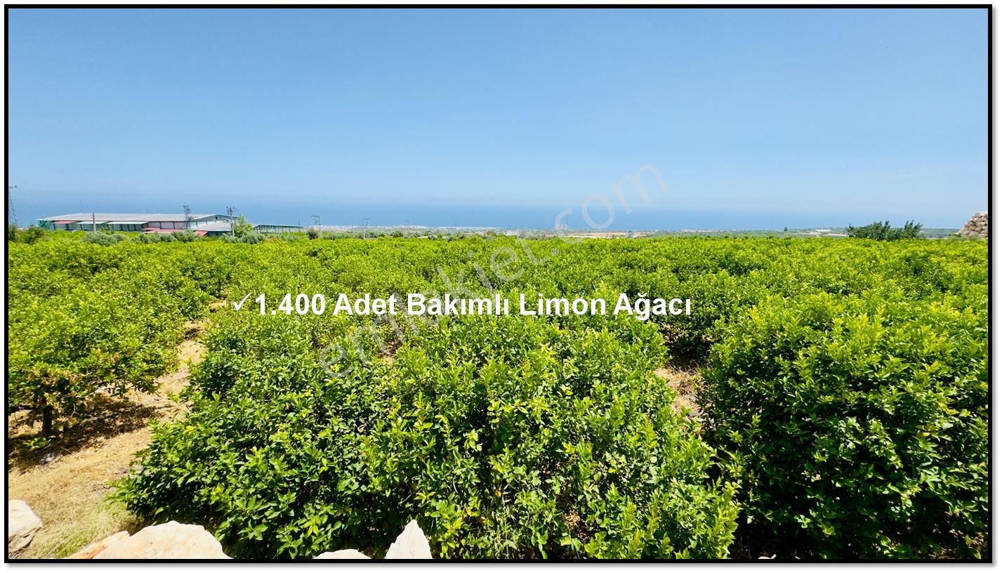 Erdemli Batısandal Da Deniz Manzaralı Satılık Limon Bahçesi - Görsel 12