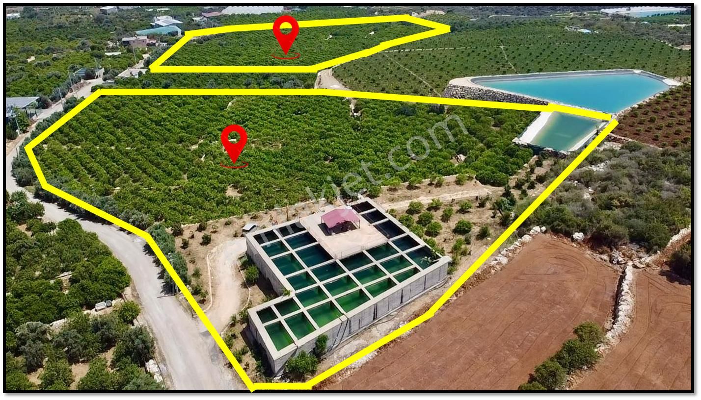 Erdemli Batısandal Da Deniz Manzaralı Satılık Limon Bahçesi - Görsel 3