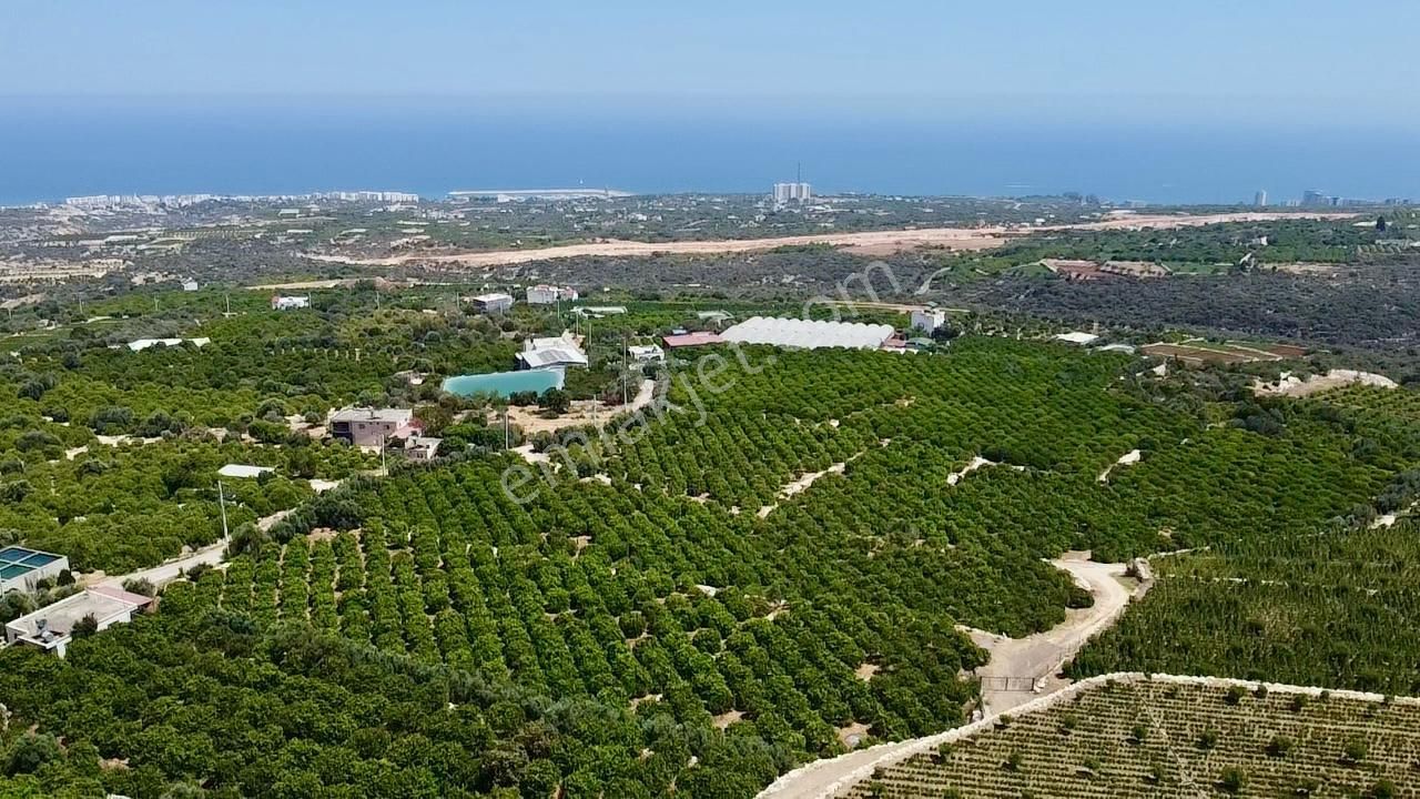 Erdemli Batısandal Da Deniz Manzaralı Satılık Limon Bahçesi - Görsel 7