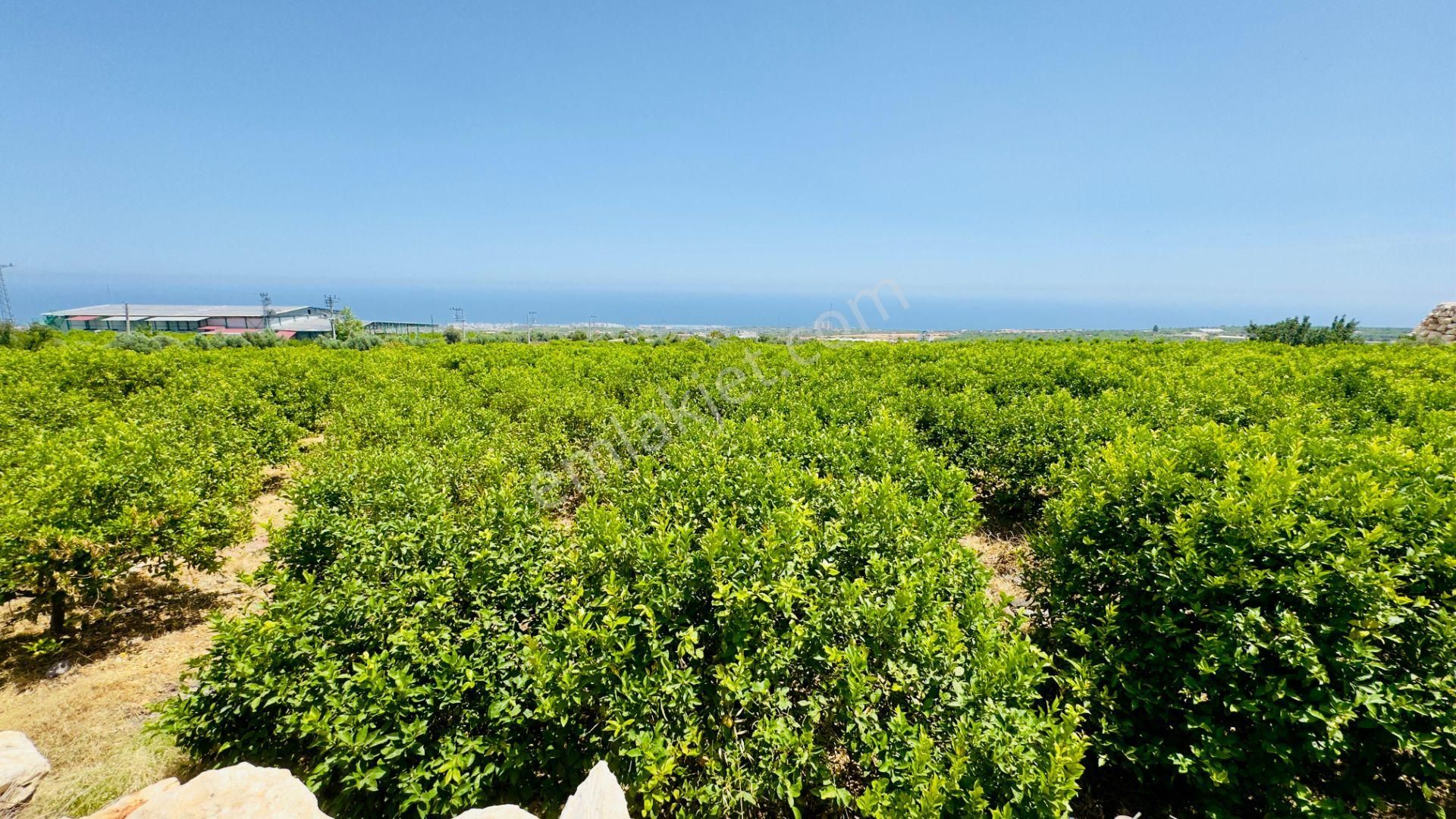 Erdemli Batısandal Da Deniz Manzaralı Satılık Limon Bahçesi - Görsel 20