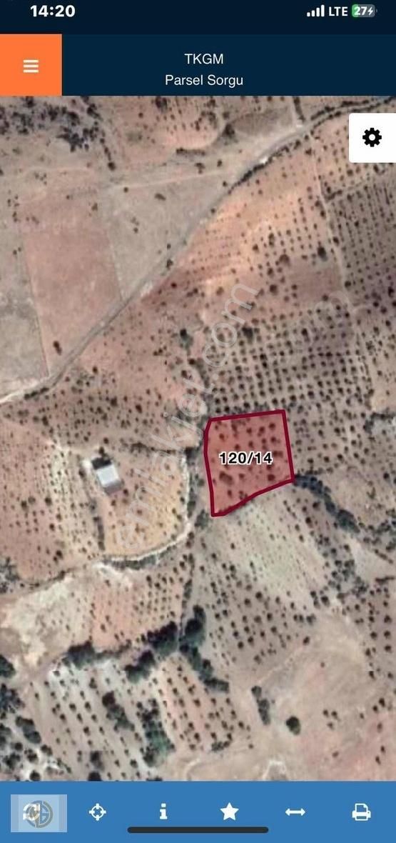 Sırasöğütte Satılık 4000 M2 Zeytinlik Uygun Fiyat