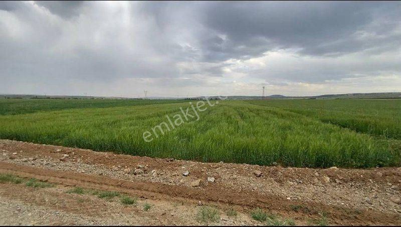 Anka Gayrimenkul'den Turgutlar'da Satılık 7384m2 Tarla