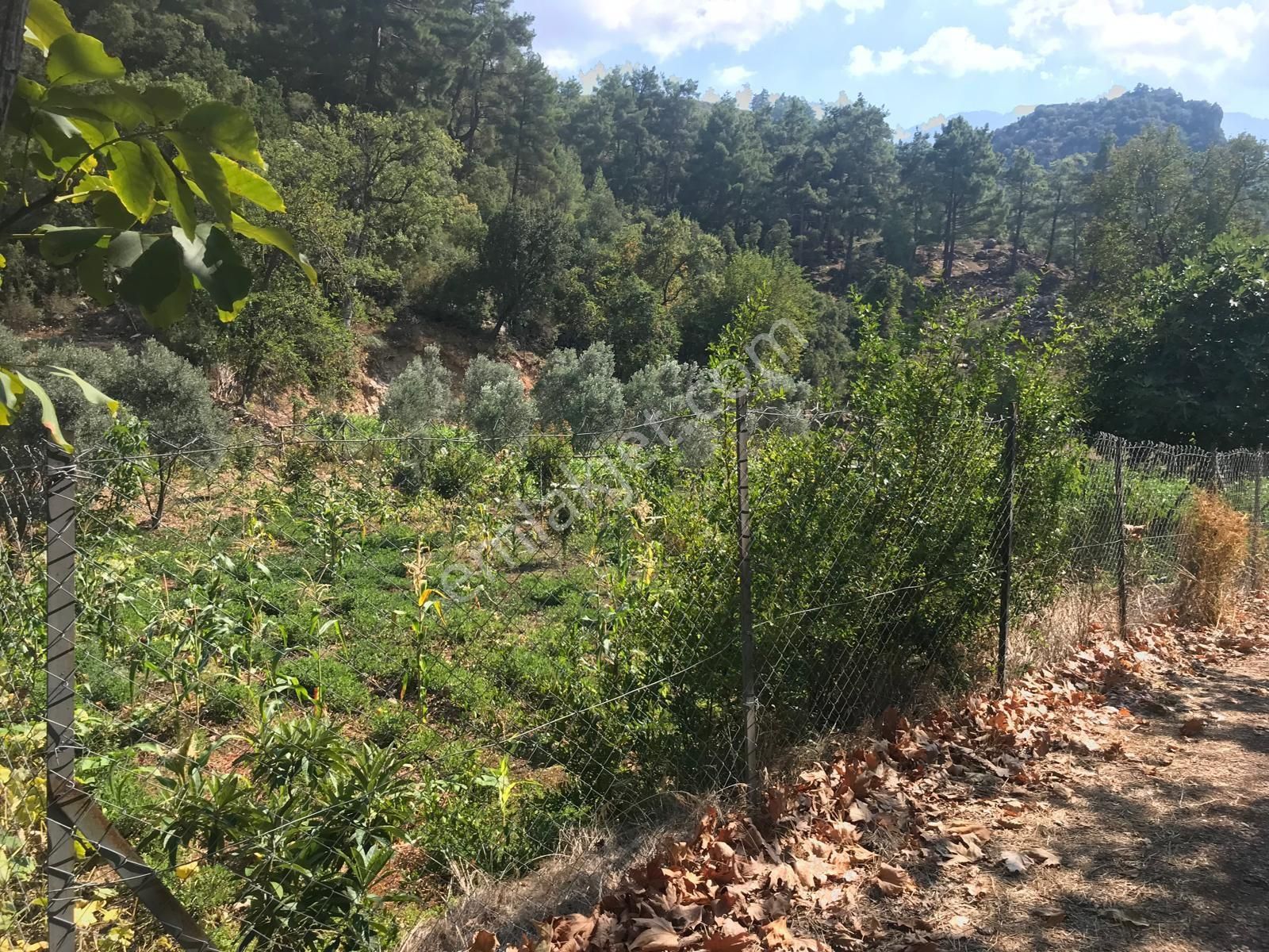 Hisar Çandır - Görsel 2