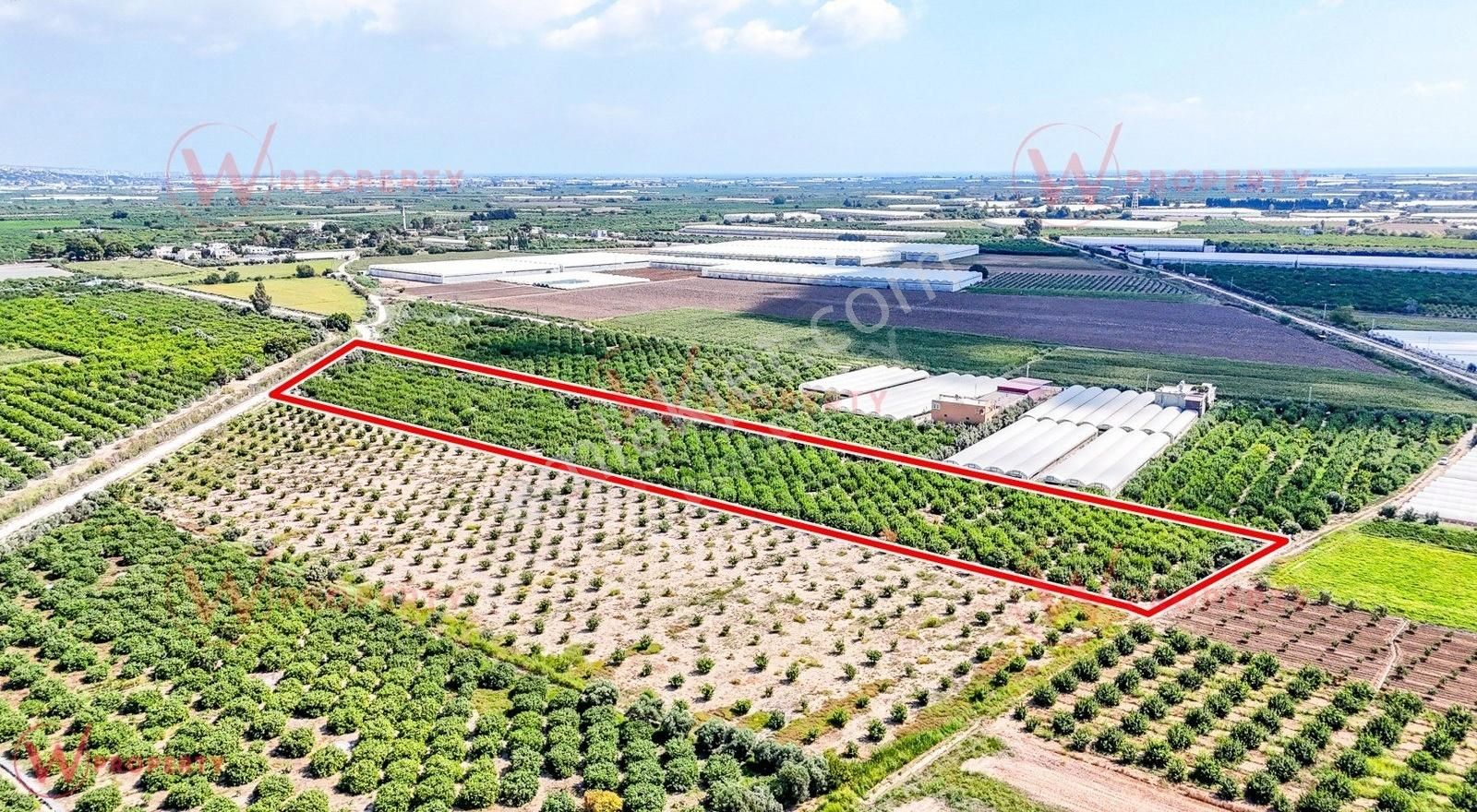 W Property'den Silifke'de 15.000m2 Verimli Limon Bahçesi
