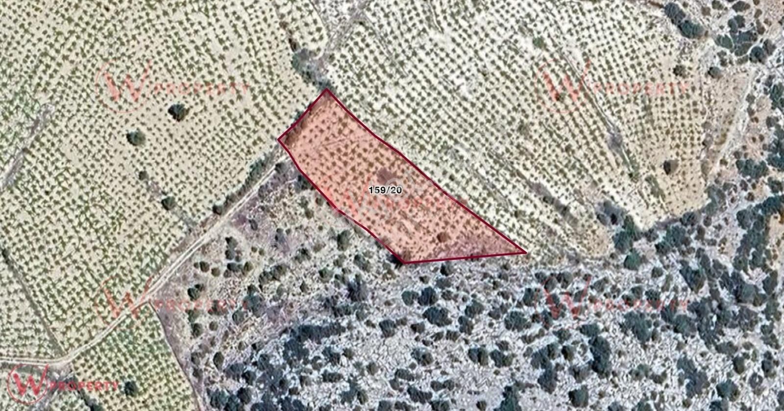 W Property'den Bakımlı Üzüm Bağı 1907m2