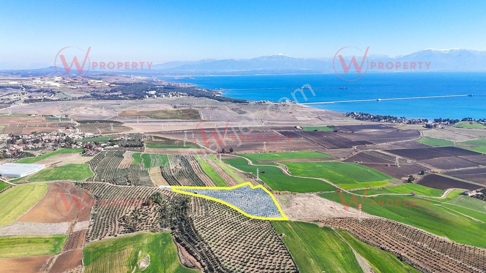 W Property Adana Yumurtalık'ta 22.763m2 Satılık Avakado Bahçesi