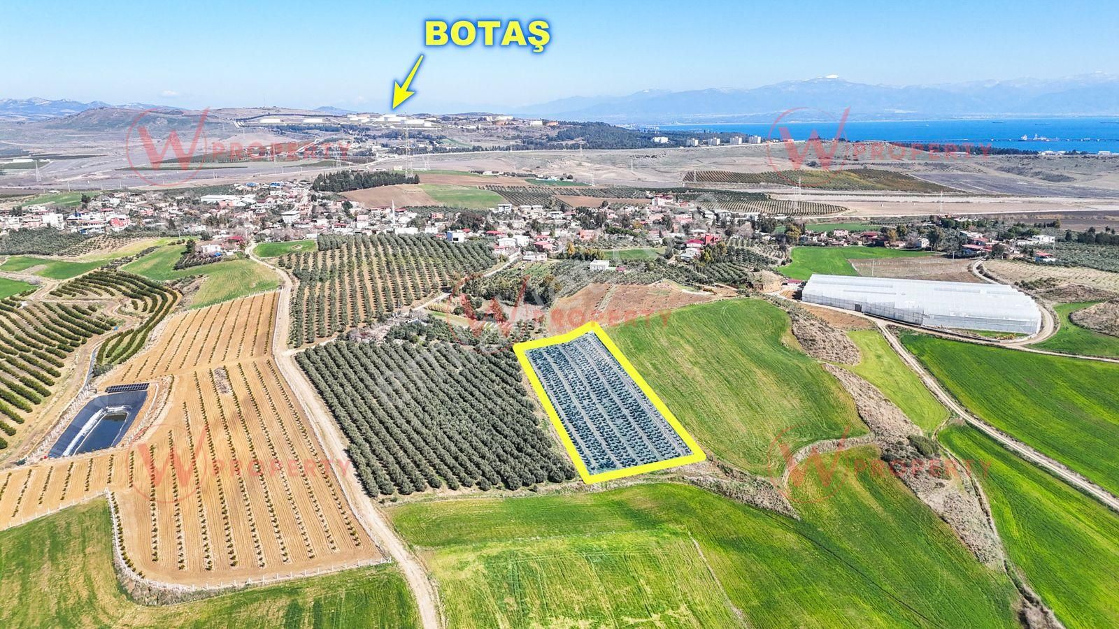 W Property Adana Yumurtalık'ta 5.000m2 Satılık Zeytin Bahçesi