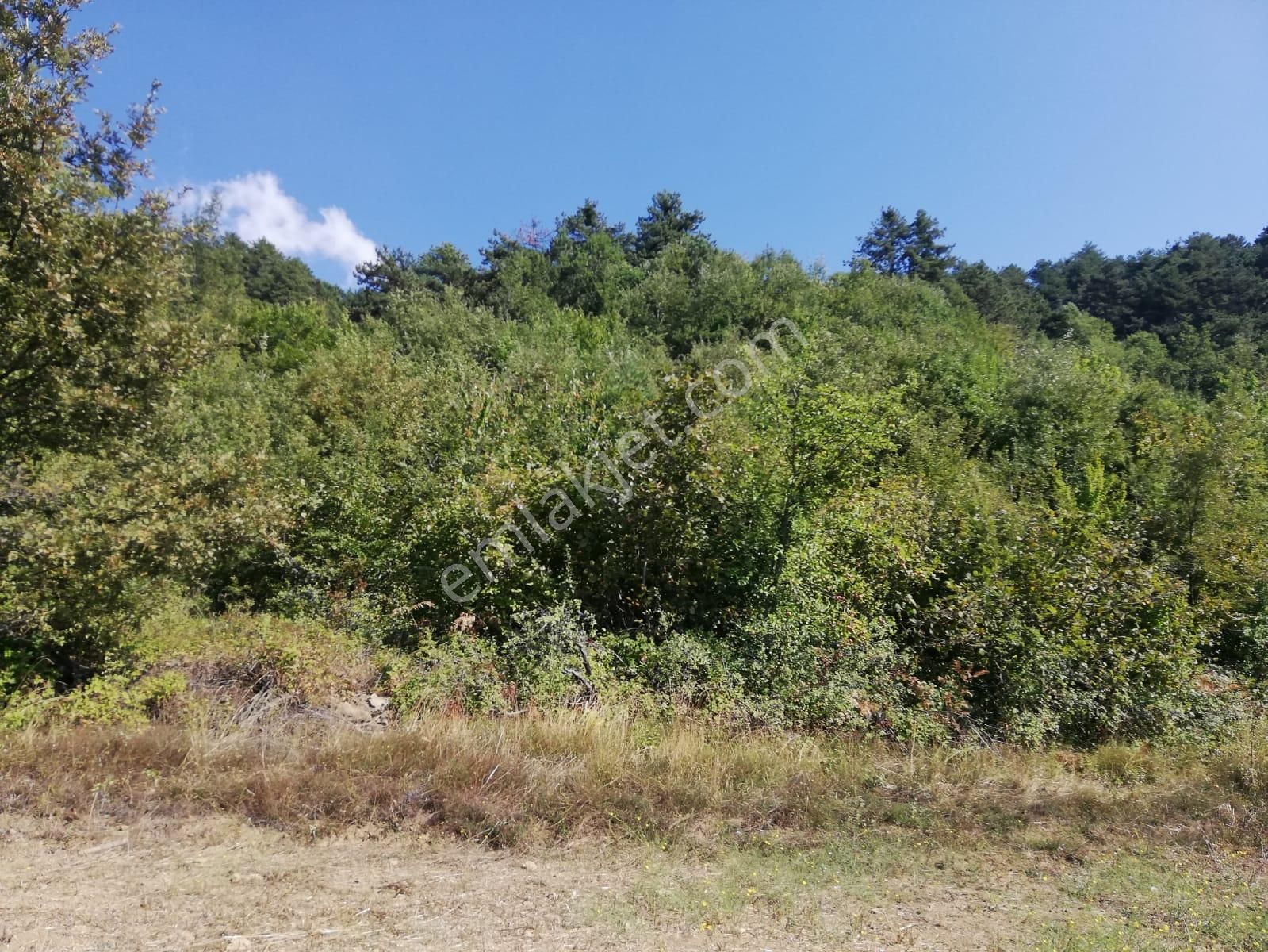 Geyve Bağcaz Mah. Yatırımlık Tarla