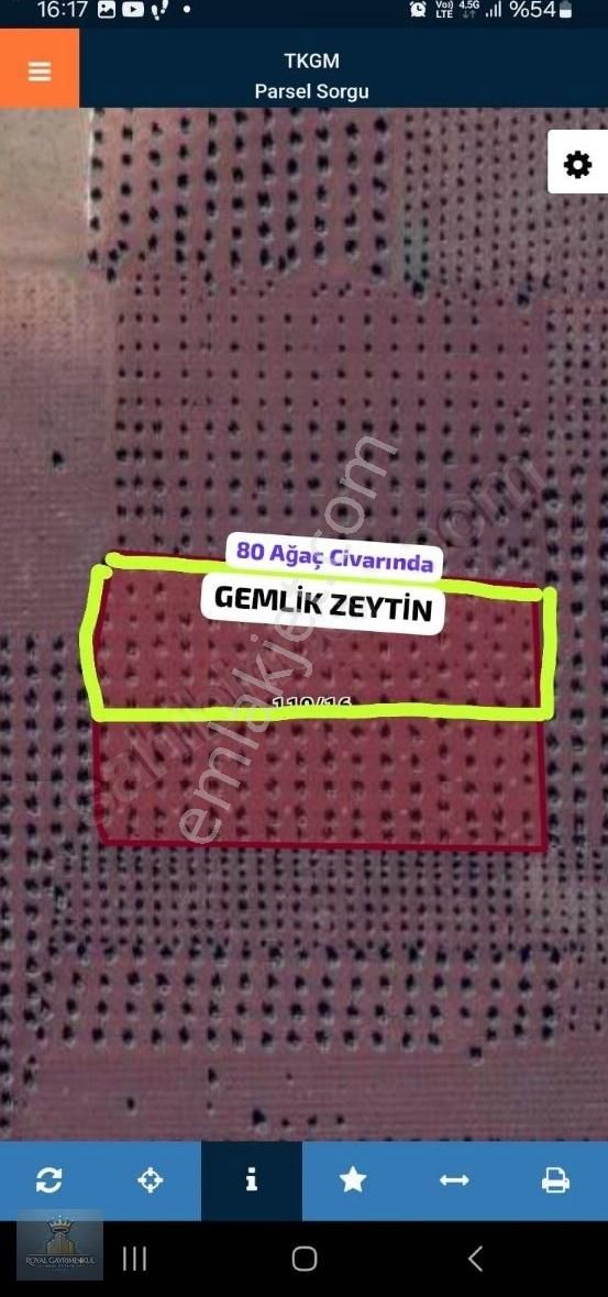 Süngütepe Köyünde Royal Emlaktan Satılık Zeytinlik