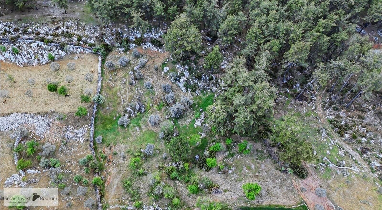 Milas Fesleğende Doğa İçinde Yatırımlık Tarla - Görsel 6