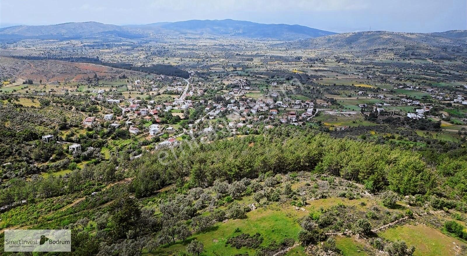 Milas Kısırlarda Köy Ve Doğa Manzaralı Bakımlı Fırsat Zeytinlik - Görsel 10