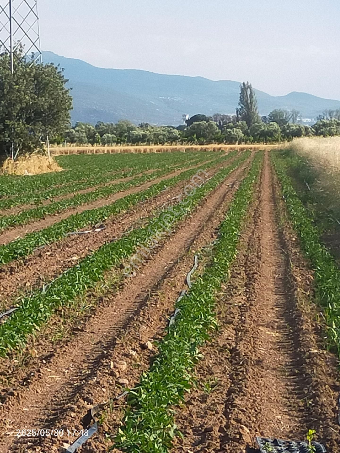 Saadet Korkmaz Emlak'tan Kabakum'da Satılık 26 Dönüm Tarla - Görsel 11