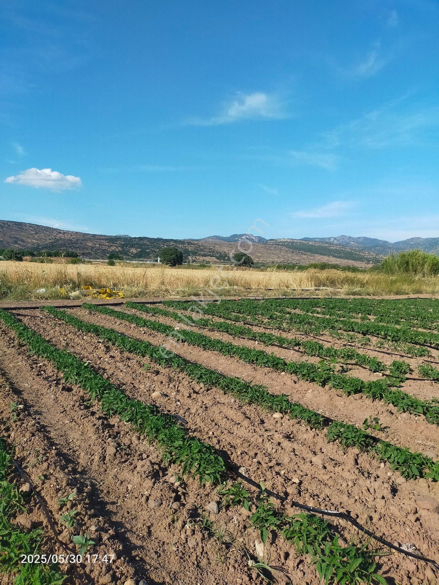 Saadet Korkmaz Emlak'tan Kabakum'da Satılık 26 Dönüm Tarla - Görsel 6