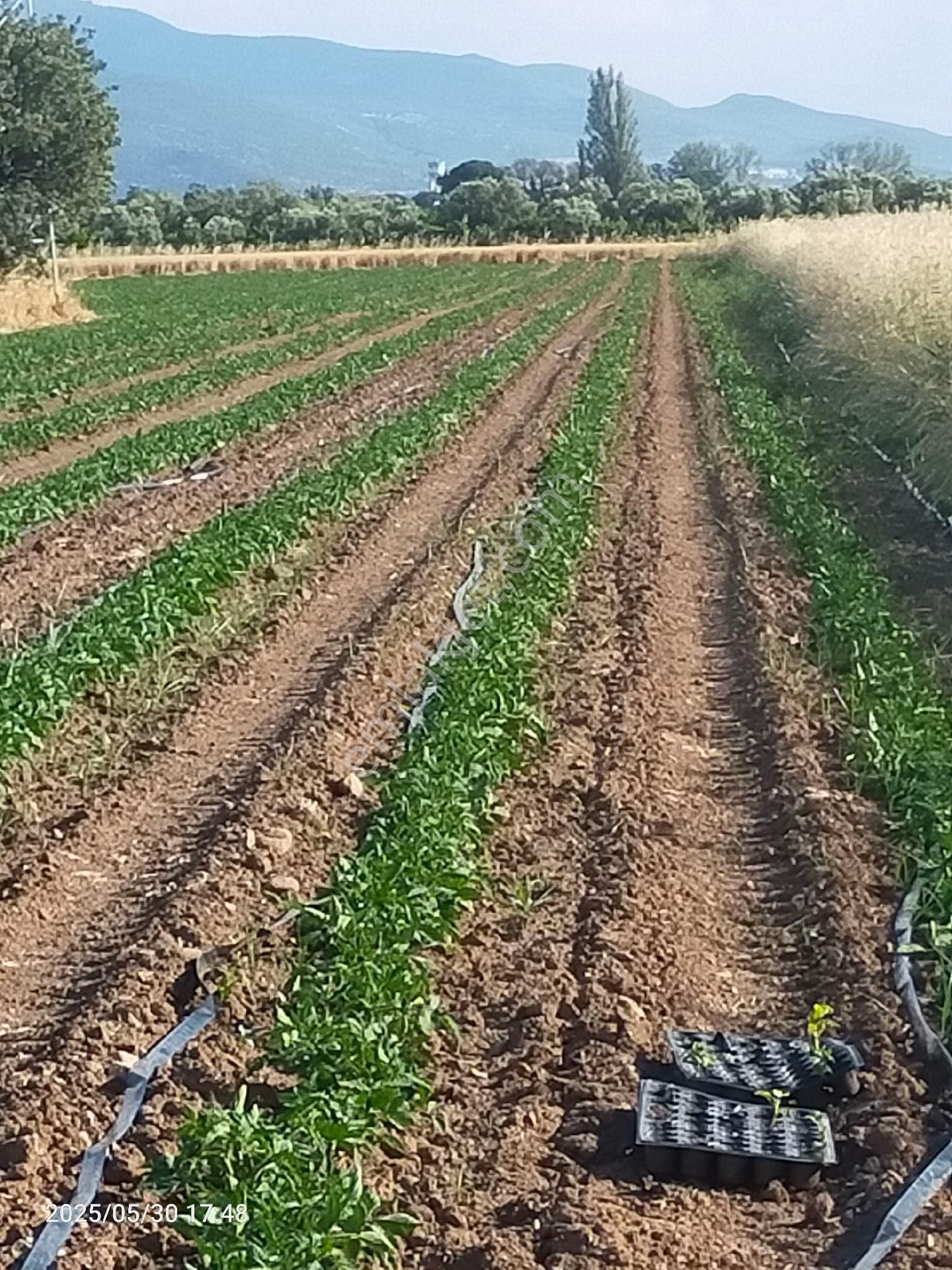 Saadet Korkmaz Emlak'tan Kabakum'da Satılık 26 Dönüm Tarla - Görsel 15