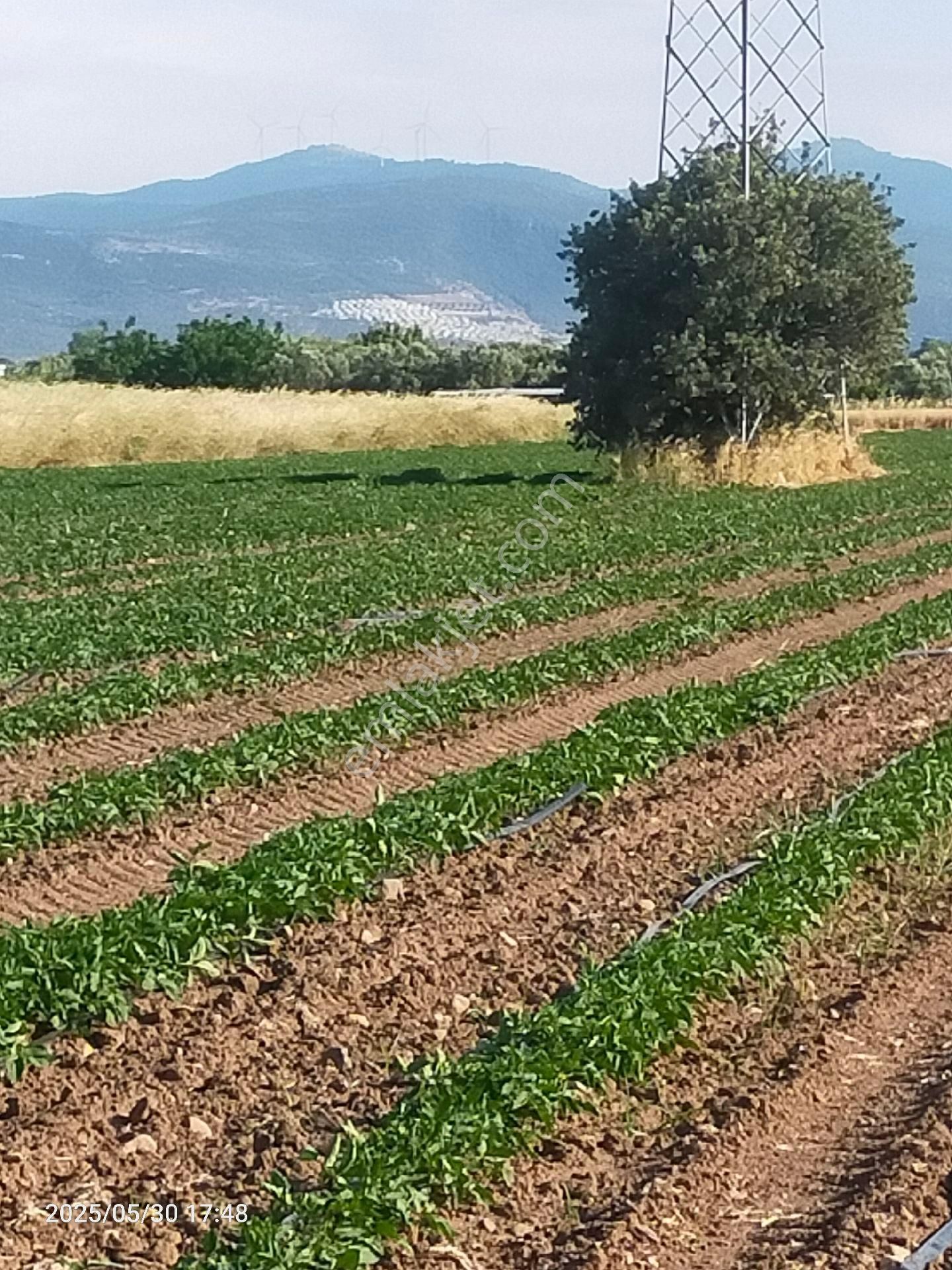 Saadet Korkmaz Emlak'tan Kabakum'da Satılık 26 Dönüm Tarla - Görsel 13